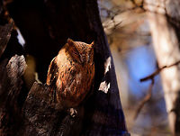 Rainforest scops owl, Kirindy Reserve, Madagascar A tiny owl also known as the Malagasy scops owl. It hunts mostly at night, and rests at day as seen here. Technically, the western species seen here used to be called the Torotoroka Scops Owl (Otus madagascariensis) yet the two species were lumped together as a single species in 2007. <br />
https://www.jungledragon.com/image/83638/rainforest_scops_owl_-_closeup_kirindy_reserve_madagascar.html<br />
It comes in different morphs. Gray, brown and rufous (as seen on photo). Seven years earlier we found the gray morph here in Kirindy:<br />
<br />
https://www.jungledragon.com/image/10375/torotoroka_scops_owl_in_kirindi.html Africa,Geotagged,Kirindy Reserve,Madagascar,Madagascar 2019,Otus rutilus,Rainforest scops owl,Winter,World
