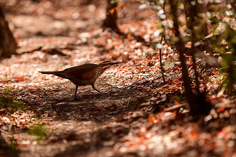 White-breasted mesite - crossing path, Kirindy Reserve, Madagascar Our second day in a row that we found this bird in Kirindy. It is rare for having a tiny distribution, but not rare to see here. Note how one of the individuals is ringed, likely part of a Kirindy research project.
https://www.jungledragon.com/image/83641/white-breasted_mesite_-_couple_kirindy_reserve_madagascar.html
https://www.jungledragon.com/image/83642/white-breasted_mesite_-_ringed_kirindy_reserve_madagascar.html Africa,Geotagged,Kirindy Reserve,Madagascar,Madagascar 2019,Mesitornis variegatus,White-breasted mesite,Winter,World
