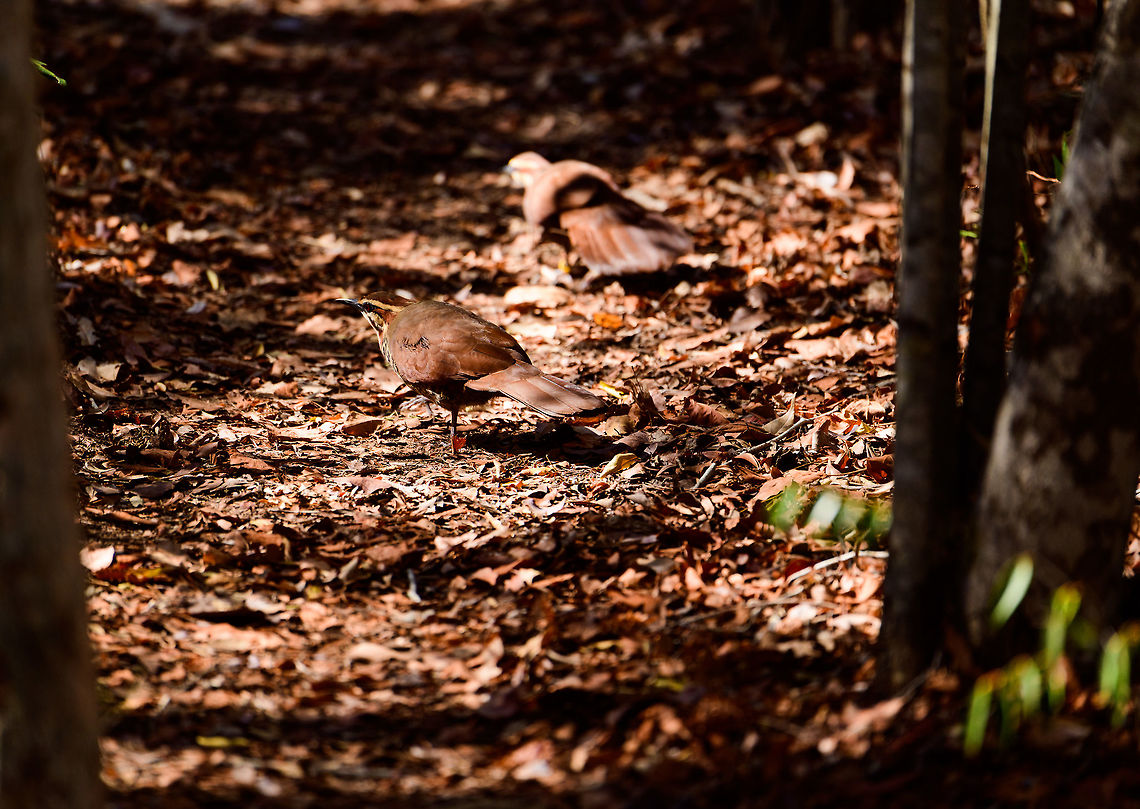 White-breasted mesite - couple, Kirindy Reserve, Madagascar Our second day in a row that we found this bird in Kirindy. It is rare for having a tiny distribution, but not rare to see here. Note how one of the individuals is ringed, likely part of a Kirindy research project.<br />
<figure class="photo"><a href="https://www.jungledragon.com/image/83640/white-breasted_mesite_-_crossing_path_kirindy_reserve_madagascar.html" title="White-breasted mesite - crossing path, Kirindy Reserve, Madagascar"><img src="https://s3.amazonaws.com/media.jungledragon.com/images/2/83640_thumb.jpg?AWSAccessKeyId=05GMT0V3GWVNE7GGM1R2&Expires=1770854410&Signature=j6UHYuCRD9FOoQ%2Bhsdo4Rzz40bQ%3D" width="200" height="134" alt="White-breasted mesite - crossing path, Kirindy Reserve, Madagascar Our second day in a row that we found this bird in Kirindy. It is rare for having a tiny distribution, but not rare to see here. Note how one of the individuals is ringed, likely part of a Kirindy research project.<br />
https://www.jungledragon.com/image/83641/white-breasted_mesite_-_couple_kirindy_reserve_madagascar.html<br />
https://www.jungledragon.com/image/83642/white-breasted_mesite_-_ringed_kirindy_reserve_madagascar.html Africa,Geotagged,Kirindy Reserve,Madagascar,Madagascar 2019,Mesitornis variegatus,White-breasted mesite,Winter,World" /></a></figure><br />
<figure class="photo"><a href="https://www.jungledragon.com/image/83642/white-breasted_mesite_-_ringed_kirindy_reserve_madagascar.html" title="White-breasted mesite - ringed, Kirindy Reserve, Madagascar"><img src="https://s3.amazonaws.com/media.jungledragon.com/images/2/83642_thumb.jpg?AWSAccessKeyId=05GMT0V3GWVNE7GGM1R2&Expires=1770854410&Signature=Ex%2BrImE4LMFla7AQrZTrkpNyHDE%3D" width="200" height="134" alt="White-breasted mesite - ringed, Kirindy Reserve, Madagascar Our second day in a row that we found this bird in Kirindy. It is rare for having a tiny distribution, but not rare to see here. Note how one of the individuals is ringed, likely part of a Kirindy research project.<br />
https://www.jungledragon.com/image/83640/white-breasted_mesite_-_crossing_path_kirindy_reserve_madagascar.html<br />
https://www.jungledragon.com/image/83641/white-breasted_mesite_-_couple_kirindy_reserve_madagascar.html Africa,Geotagged,Kirindy Reserve,Madagascar,Madagascar 2019,Mesitornis variegatus,White-breasted mesite,Winter,World" /></a></figure> Africa,Geotagged,Kirindy Reserve,Madagascar,Madagascar 2019,Mesitornis variegatus,White-breasted mesite,Winter,World