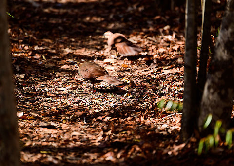 White-breasted mesite - couple, Kirindy Reserve, Madagascar Our second day in a row that we found this bird in Kirindy. It is rare for having a tiny distribution, but not rare to see here. Note how one of the individuals is ringed, likely part of a Kirindy research project.
https://www.jungledragon.com/image/83640/white-breasted_mesite_-_crossing_path_kirindy_reserve_madagascar.html
https://www.jungledragon.com/image/83642/white-breasted_mesite_-_ringed_kirindy_reserve_madagascar.html Africa,Geotagged,Kirindy Reserve,Madagascar,Madagascar 2019,Mesitornis variegatus,White-breasted mesite,Winter,World