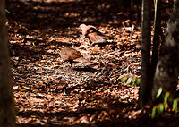 White-breasted mesite - couple, Kirindy Reserve, Madagascar Our second day in a row that we found this bird in Kirindy. It is rare for having a tiny distribution, but not rare to see here. Note how one of the individuals is ringed, likely part of a Kirindy research project.<br />
https://www.jungledragon.com/image/83640/white-breasted_mesite_-_crossing_path_kirindy_reserve_madagascar.html<br />
https://www.jungledragon.com/image/83642/white-breasted_mesite_-_ringed_kirindy_reserve_madagascar.html Africa,Geotagged,Kirindy Reserve,Madagascar,Madagascar 2019,Mesitornis variegatus,White-breasted mesite,Winter,World