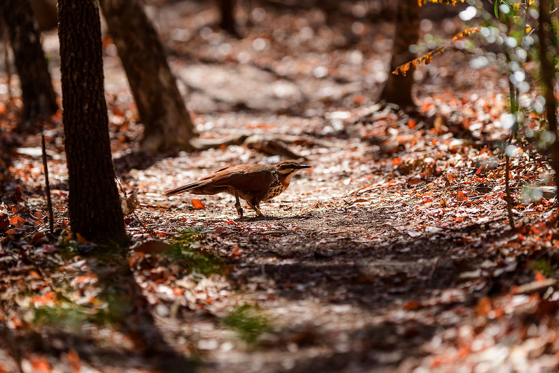 White-breasted mesite - ringed, Kirindy Reserve, Madagascar Our second day in a row that we found this bird in Kirindy. It is rare for having a tiny distribution, but not rare to see here. Note how one of the individuals is ringed, likely part of a Kirindy research project.<br />
<figure class="photo"><a href="https://www.jungledragon.com/image/83640/white-breasted_mesite_-_crossing_path_kirindy_reserve_madagascar.html" title="White-breasted mesite - crossing path, Kirindy Reserve, Madagascar"><img src="https://s3.amazonaws.com/media.jungledragon.com/images/2/83640_thumb.jpg?AWSAccessKeyId=05GMT0V3GWVNE7GGM1R2&Expires=1770854410&Signature=j6UHYuCRD9FOoQ%2Bhsdo4Rzz40bQ%3D" width="200" height="134" alt="White-breasted mesite - crossing path, Kirindy Reserve, Madagascar Our second day in a row that we found this bird in Kirindy. It is rare for having a tiny distribution, but not rare to see here. Note how one of the individuals is ringed, likely part of a Kirindy research project.<br />
https://www.jungledragon.com/image/83641/white-breasted_mesite_-_couple_kirindy_reserve_madagascar.html<br />
https://www.jungledragon.com/image/83642/white-breasted_mesite_-_ringed_kirindy_reserve_madagascar.html Africa,Geotagged,Kirindy Reserve,Madagascar,Madagascar 2019,Mesitornis variegatus,White-breasted mesite,Winter,World" /></a></figure><br />
<figure class="photo"><a href="https://www.jungledragon.com/image/83641/white-breasted_mesite_-_couple_kirindy_reserve_madagascar.html" title="White-breasted mesite - couple, Kirindy Reserve, Madagascar"><img src="https://s3.amazonaws.com/media.jungledragon.com/images/2/83641_thumb.jpg?AWSAccessKeyId=05GMT0V3GWVNE7GGM1R2&Expires=1770854410&Signature=n82HDSKF%2BCwEHXBQvqBbcYR9I5A%3D" width="200" height="142" alt="White-breasted mesite - couple, Kirindy Reserve, Madagascar Our second day in a row that we found this bird in Kirindy. It is rare for having a tiny distribution, but not rare to see here. Note how one of the individuals is ringed, likely part of a Kirindy research project.<br />
https://www.jungledragon.com/image/83640/white-breasted_mesite_-_crossing_path_kirindy_reserve_madagascar.html<br />
https://www.jungledragon.com/image/83642/white-breasted_mesite_-_ringed_kirindy_reserve_madagascar.html Africa,Geotagged,Kirindy Reserve,Madagascar,Madagascar 2019,Mesitornis variegatus,White-breasted mesite,Winter,World" /></a></figure> Africa,Geotagged,Kirindy Reserve,Madagascar,Madagascar 2019,Mesitornis variegatus,White-breasted mesite,Winter,World