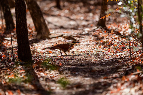 White-breasted mesite - ringed, Kirindy Reserve, Madagascar Our second day in a row that we found this bird in Kirindy. It is rare for having a tiny distribution, but not rare to see here. Note how one of the individuals is ringed, likely part of a Kirindy research project.
https://www.jungledragon.com/image/83640/white-breasted_mesite_-_crossing_path_kirindy_reserve_madagascar.html
https://www.jungledragon.com/image/83641/white-breasted_mesite_-_couple_kirindy_reserve_madagascar.html Africa,Geotagged,Kirindy Reserve,Madagascar,Madagascar 2019,Mesitornis variegatus,White-breasted mesite,Winter,World