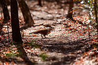 White-breasted mesite - ringed, Kirindy Reserve, Madagascar Our second day in a row that we found this bird in Kirindy. It is rare for having a tiny distribution, but not rare to see here. Note how one of the individuals is ringed, likely part of a Kirindy research project.<br />
https://www.jungledragon.com/image/83640/white-breasted_mesite_-_crossing_path_kirindy_reserve_madagascar.html<br />
https://www.jungledragon.com/image/83641/white-breasted_mesite_-_couple_kirindy_reserve_madagascar.html Africa,Geotagged,Kirindy Reserve,Madagascar,Madagascar 2019,Mesitornis variegatus,White-breasted mesite,Winter,World