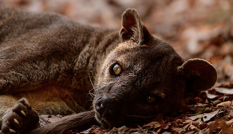 Fossa resting, Kirindy Reserve, Madagascar The day before, we felt so accomplished for chasing that Fossa early in the morning and managing to get some decent shots of it. Although it's commonly seen at Kirindy, it still requires some effort or luck, so self-congratulations felt fitting.

Until the day after, when the Fossa made it perfectly clear who's in charge of it getting seen. By simply having a little daytime beauty sleep directly next to our lodge, and barely lifting an eye after it saw us. 
https://www.jungledragon.com/image/83671/fossa_resting_-_2_kirindy_reserve_madagascar.html
https://www.jungledragon.com/image/83672/fossa_resting_-_3_kirindy_reserve_madagascar.html
https://www.jungledragon.com/image/83673/fossa_resting_-_4_kirindy_reserve_madagascar.html
https://www.jungledragon.com/image/83674/fossa_resting_-_5_kirindy_reserve_madagascar.html
https://www.jungledragon.com/image/83675/fossa_resting_-_6_kirindy_reserve_madagascar.html
Observation of the previous day:

https://www.jungledragon.com/image/83034/fossa_full_body_kirindy_reserve_madagascar.html Africa,Cryptoprocta ferox,Fossa,Kirindy Reserve,Madagascar,Madagascar 2019,World