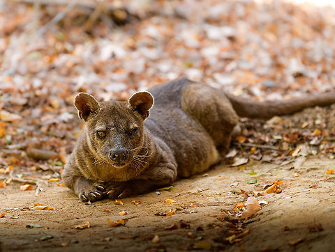 Fossa resting - 2, Kirindy Reserve, Madagascar The day before, we felt so accomplished for chasing that Fossa early in the morning and managing to get some decent shots of it. Although it's commonly seen at Kirindy, it still requires some effort or luck, so self-congratulations felt fitting.

Until the day after, when the Fossa made it perfectly clear who's in charge of it getting seen. By simply having a little daytime beauty sleep directly next to our lodge, and barely lifting an eye after it saw us. 
https://www.jungledragon.com/image/83670/fossa_resting_kirindy_reserve_madagascar.html
https://www.jungledragon.com/image/83672/fossa_resting_-_3_kirindy_reserve_madagascar.html
https://www.jungledragon.com/image/83673/fossa_resting_-_4_kirindy_reserve_madagascar.html
https://www.jungledragon.com/image/83674/fossa_resting_-_5_kirindy_reserve_madagascar.html
https://www.jungledragon.com/image/83675/fossa_resting_-_6_kirindy_reserve_madagascar.html
Observation of the previous day:

https://www.jungledragon.com/image/83034/fossa_full_body_kirindy_reserve_madagascar.html Africa,Cryptoprocta ferox,Fossa,Kirindy Reserve,Madagascar,Madagascar 2019,World
