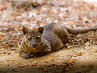 Fossa resting - 2, Kirindy Reserve, Madagascar The day before, we felt so accomplished for chasing that Fossa early in the morning and managing to get some decent shots of it. Although it's commonly seen at Kirindy, it still requires some effort or luck, so self-congratulations felt fitting.<br />
<br />
Until the day after, when the Fossa made it perfectly clear who's in charge of it getting seen. By simply having a little daytime beauty sleep directly next to our lodge, and barely lifting an eye after it saw us. <br />
https://www.jungledragon.com/image/83670/fossa_resting_kirindy_reserve_madagascar.html<br />
https://www.jungledragon.com/image/83672/fossa_resting_-_3_kirindy_reserve_madagascar.html<br />
https://www.jungledragon.com/image/83673/fossa_resting_-_4_kirindy_reserve_madagascar.html<br />
https://www.jungledragon.com/image/83674/fossa_resting_-_5_kirindy_reserve_madagascar.html<br />
https://www.jungledragon.com/image/83675/fossa_resting_-_6_kirindy_reserve_madagascar.html<br />
Observation of the previous day:<br />
<br />
https://www.jungledragon.com/image/83034/fossa_full_body_kirindy_reserve_madagascar.html Africa,Cryptoprocta ferox,Fossa,Kirindy Reserve,Madagascar,Madagascar 2019,World