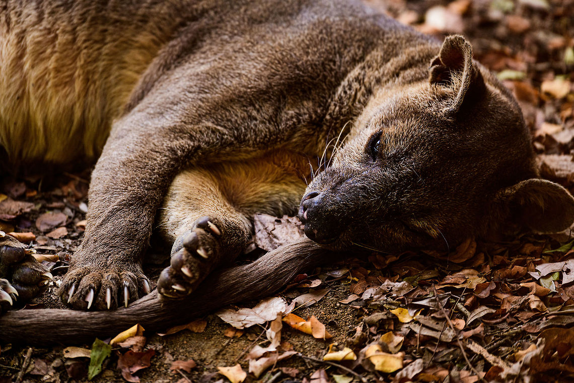 Fossa resting - 3, Kirindy Reserve, Madagascar The day before, we felt so accomplished for chasing that Fossa early in the morning and managing to get some decent shots of it. Although it's commonly seen at Kirindy, it still requires some effort or luck, so self-congratulations felt fitting.<br />
<br />
Until the day after, when the Fossa made it perfectly clear who's in charge of it getting seen. By simply having a little daytime beauty sleep directly next to our lodge, and barely lifting an eye after it saw us. <br />
<figure class="photo"><a href="https://www.jungledragon.com/image/83670/fossa_resting_kirindy_reserve_madagascar.html" title="Fossa resting, Kirindy Reserve, Madagascar"><img src="https://s3.amazonaws.com/media.jungledragon.com/images/2/83670_thumb.jpg?AWSAccessKeyId=05GMT0V3GWVNE7GGM1R2&Expires=1770854410&Signature=VmJ9MMWmidH4uPzxl8boBjqpSWI%3D" width="200" height="116" alt="Fossa resting, Kirindy Reserve, Madagascar The day before, we felt so accomplished for chasing that Fossa early in the morning and managing to get some decent shots of it. Although it's commonly seen at Kirindy, it still requires some effort or luck, so self-congratulations felt fitting.<br />
<br />
Until the day after, when the Fossa made it perfectly clear who's in charge of it getting seen. By simply having a little daytime beauty sleep directly next to our lodge, and barely lifting an eye after it saw us. <br />
https://www.jungledragon.com/image/83671/fossa_resting_-_2_kirindy_reserve_madagascar.html<br />
https://www.jungledragon.com/image/83672/fossa_resting_-_3_kirindy_reserve_madagascar.html<br />
https://www.jungledragon.com/image/83673/fossa_resting_-_4_kirindy_reserve_madagascar.html<br />
https://www.jungledragon.com/image/83674/fossa_resting_-_5_kirindy_reserve_madagascar.html<br />
https://www.jungledragon.com/image/83675/fossa_resting_-_6_kirindy_reserve_madagascar.html<br />
Observation of the previous day:<br />
<br />
https://www.jungledragon.com/image/83034/fossa_full_body_kirindy_reserve_madagascar.html Africa,Cryptoprocta ferox,Fossa,Kirindy Reserve,Madagascar,Madagascar 2019,World" /></a></figure><br />
<figure class="photo"><a href="https://www.jungledragon.com/image/83671/fossa_resting_-_2_kirindy_reserve_madagascar.html" title="Fossa resting - 2, Kirindy Reserve, Madagascar"><img src="https://s3.amazonaws.com/media.jungledragon.com/images/2/83671_thumb.jpg?AWSAccessKeyId=05GMT0V3GWVNE7GGM1R2&Expires=1770854410&Signature=mRP29u21pD8SpGnfNQ%2F8JWPot6k%3D" width="200" height="152" alt="Fossa resting - 2, Kirindy Reserve, Madagascar The day before, we felt so accomplished for chasing that Fossa early in the morning and managing to get some decent shots of it. Although it's commonly seen at Kirindy, it still requires some effort or luck, so self-congratulations felt fitting.<br />
<br />
Until the day after, when the Fossa made it perfectly clear who's in charge of it getting seen. By simply having a little daytime beauty sleep directly next to our lodge, and barely lifting an eye after it saw us. <br />
https://www.jungledragon.com/image/83670/fossa_resting_kirindy_reserve_madagascar.html<br />
https://www.jungledragon.com/image/83672/fossa_resting_-_3_kirindy_reserve_madagascar.html<br />
https://www.jungledragon.com/image/83673/fossa_resting_-_4_kirindy_reserve_madagascar.html<br />
https://www.jungledragon.com/image/83674/fossa_resting_-_5_kirindy_reserve_madagascar.html<br />
https://www.jungledragon.com/image/83675/fossa_resting_-_6_kirindy_reserve_madagascar.html<br />
Observation of the previous day:<br />
<br />
https://www.jungledragon.com/image/83034/fossa_full_body_kirindy_reserve_madagascar.html Africa,Cryptoprocta ferox,Fossa,Kirindy Reserve,Madagascar,Madagascar 2019,World" /></a></figure><br />
<figure class="photo"><a href="https://www.jungledragon.com/image/83673/fossa_resting_-_4_kirindy_reserve_madagascar.html" title="Fossa resting - 4, Kirindy Reserve, Madagascar"><img src="https://s3.amazonaws.com/media.jungledragon.com/images/2/83673_thumb.jpg?AWSAccessKeyId=05GMT0V3GWVNE7GGM1R2&Expires=1770854410&Signature=xx9MrP0z%2FM6iFhnz4B%2FT9Cd9%2FxU%3D" width="200" height="134" alt="Fossa resting - 4, Kirindy Reserve, Madagascar The day before, we felt so accomplished for chasing that Fossa early in the morning and managing to get some decent shots of it. Although it's commonly seen at Kirindy, it still requires some effort or luck, so self-congratulations felt fitting.<br />
<br />
Until the day after, when the Fossa made it perfectly clear who's in charge of it getting seen. By simply having a little daytime beauty sleep directly next to our lodge, and barely lifting an eye after it saw us. <br />
https://www.jungledragon.com/image/83670/fossa_resting_kirindy_reserve_madagascar.html<br />
https://www.jungledragon.com/image/83671/fossa_resting_-_2_kirindy_reserve_madagascar.html<br />
https://www.jungledragon.com/image/83672/fossa_resting_-_3_kirindy_reserve_madagascar.html<br />
https://www.jungledragon.com/image/83673/fossa_resting_-_4_kirindy_reserve_madagascar.html<br />
https://www.jungledragon.com/image/83675/fossa_resting_-_6_kirindy_reserve_madagascar.html<br />
Observation of the previous day:<br />
<br />
https://www.jungledragon.com/image/83034/fossa_full_body_kirindy_reserve_madagascar.html Africa,Cryptoprocta ferox,Fossa,Geotagged,Kirindy Reserve,Madagascar,Madagascar 2019,Winter,World" /></a></figure><br />
<figure class="photo"><a href="https://www.jungledragon.com/image/83674/fossa_resting_-_5_kirindy_reserve_madagascar.html" title="Fossa resting - 5, Kirindy Reserve, Madagascar"><img src="https://s3.amazonaws.com/media.jungledragon.com/images/2/83674_thumb.jpg?AWSAccessKeyId=05GMT0V3GWVNE7GGM1R2&Expires=1770854410&Signature=Tf1u2nMFUTSjnfAqiaV4gGBrlxs%3D" width="200" height="120" alt="Fossa resting - 5, Kirindy Reserve, Madagascar The day before, we felt so accomplished for chasing that Fossa early in the morning and managing to get some decent shots of it. Although it's commonly seen at Kirindy, it still requires some effort or luck, so self-congratulations felt fitting.<br />
<br />
Until the day after, when the Fossa made it perfectly clear who's in charge of it getting seen. By simply having a little daytime beauty sleep directly next to our lodge, and barely lifting an eye after it saw us. <br />
https://www.jungledragon.com/image/83670/fossa_resting_kirindy_reserve_madagascar.html<br />
https://www.jungledragon.com/image/83671/fossa_resting_-_2_kirindy_reserve_madagascar.html<br />
https://www.jungledragon.com/image/83672/fossa_resting_-_3_kirindy_reserve_madagascar.html<br />
https://www.jungledragon.com/image/83673/fossa_resting_-_4_kirindy_reserve_madagascar.html<br />
Observation of the previous day:<br />
<br />
https://www.jungledragon.com/image/83034/fossa_full_body_kirindy_reserve_madagascar.html Africa,Cryptoprocta ferox,Fossa,Geotagged,Kirindy Reserve,Madagascar,Madagascar 2019,Winter,World" /></a></figure><br />
<figure class="photo"><a href="https://www.jungledragon.com/image/83675/fossa_resting_-_6_kirindy_reserve_madagascar.html" title="Fossa resting - 6, Kirindy Reserve, Madagascar"><img src="https://s3.amazonaws.com/media.jungledragon.com/images/2/83675_thumb.jpg?AWSAccessKeyId=05GMT0V3GWVNE7GGM1R2&Expires=1770854410&Signature=%2F9ixMZaEbzkCfzcpOcWiEcmdQOU%3D" width="200" height="98" alt="Fossa resting - 6, Kirindy Reserve, Madagascar The day before, we felt so accomplished for chasing that Fossa early in the morning and managing to get some decent shots of it. Although it's commonly seen at Kirindy, it still requires some effort or luck, so self-congratulations felt fitting.<br />
<br />
Until the day after, when the Fossa made it perfectly clear who's in charge of it getting seen. By simply having a little daytime beauty sleep directly next to our lodge, and barely lifting an eye after it saw us. <br />
https://www.jungledragon.com/image/83670/fossa_resting_kirindy_reserve_madagascar.html<br />
https://www.jungledragon.com/image/83671/fossa_resting_-_2_kirindy_reserve_madagascar.html<br />
https://www.jungledragon.com/image/83672/fossa_resting_-_3_kirindy_reserve_madagascar.html<br />
https://www.jungledragon.com/image/83673/fossa_resting_-_4_kirindy_reserve_madagascar.html<br />
https://www.jungledragon.com/image/83674/fossa_resting_-_5_kirindy_reserve_madagascar.html<br />
Observation of the previous day:<br />
<br />
https://www.jungledragon.com/image/83034/fossa_full_body_kirindy_reserve_madagascar.html Africa,Cryptoprocta ferox,Fossa,Geotagged,Kirindy Reserve,Madagascar,Madagascar 2019,Winter,World" /></a></figure><br />
Observation of the previous day:<br />
<br />
<figure class="photo"><a href="https://www.jungledragon.com/image/83034/fossa_full_body_kirindy_reserve_madagascar.html" title="Fossa full body, Kirindy Reserve, Madagascar"><img src="https://s3.amazonaws.com/media.jungledragon.com/images/2/83034_thumb.jpg?AWSAccessKeyId=05GMT0V3GWVNE7GGM1R2&Expires=1770854410&Signature=Rvd74YZx55fohLfe14dSxcXBdEE%3D" width="200" height="134" alt="Fossa full body, Kirindy Reserve, Madagascar Before we were about to start a morning hike in Kirindy, Henriette spotted this Fossa near our lodge. I went into pursuit and was close to losing it when the Fossa bumped into other tourists, forcing it back in my direction. Note that at Kirindy, the Fossa is common to see as it is somewhat domesticated. In the wild you are unlikely to ever see one. They are widespread throughout Madagascar, yet typically local populations are small.<br />
<br />
The Fossa is Madagascar's top mammalian predator. It has an interesting taxonomy. Despite its cat-like appearance, it is believed to be more closely related to the mongoose family:<br />
https://www.jungledragon.com/wildlife/browse/animalia/chordata/mammalia/carnivora/eupleridae<br />
<br />
It's an iconic species typical of Madagascar, there isn't a comparable species anywhere else. <br />
<br />
The most impressive fact about the Fossa is that over 50% of their diet consists of lemurs. Surprising a lemur in the canopy, who have keen senses and are always on watch, takes an extraordinary skill. For this purpose, the Fossa has flexible ankles, which allow it to climb up and down, as well as jump between trees. Although rare, there have been reports of multiple Fossas cooperating in a hunt, evidence here:<br />
https://www.youtube.com/watch?v=vpwM-K2TRR4<br />
Well, some may consider another fact even more impressive: the male of the Fossa at times can be considered a five-legged animal as it has an unusually large penis that may reach up to its front legs when erect. Not only is it huge, it's also spiny. The female has equally strange genitalia, it grows an enlarged, penis-like clitoris that is also spiny. This clitoris reduces in size as she ages, it is believed that during the female's first years, this masculization helps her against harassment by young males. The Fossa is the only known species in the world where this process occurs without hormones being involved.<br />
<br />
Despite being the top predator of Madagascar, one does not have to be terrified when seeing one. It's best described as an oversized, very muscular cat. Surely it can do significant damage when provoked, but it's unlikely to be a life threatening encounter. Fossas typically will not grow beyond about 10kg of weight. <br />
<br />
Now extinct, there once was a second species of Fossa: Cryptoprocta spelea, or Giant Fossa. It was almost identicial yet twice as large or heavy. The extra size likely was needed to hunt the Giant lemurs of Madagascar, which have also gone exctinct. Check out this illustration:<br />
https://www.researchgate.net/profile/Simon_Bearder/publication/262067793/figure/fig3/AS:669429562081292@1536615853540/Some-subfossil-lemur-species-with-extant-Indri-one-of-the-two-largest-living-lemurs.png<br />
<br />
The Indri (in black) is the only species in the illustration still extant, and currently the largest species of lemur. <br />
<br />
https://www.jungledragon.com/image/83032/fossa_portrait_-_1_kirindy_reserve_madagascar.html<br />
https://www.jungledragon.com/image/83033/fossa_portrait_-_2_kirindy_reserve_madagascar.html<br />
https://www.jungledragon.com/image/83035/fossa_portrait_-_3_kirindy_reserve_madagascar.html<br />
https://www.jungledragon.com/image/83036/fossa_sunbathing_kirindy_reserve_madagascar.html<br />
https://www.jungledragon.com/image/83037/fossa_sunbathing_-_closeup_kirindy_reserve_madagascar.html<br />
https://www.youtube.com/watch?v=hv9VOY2H61Y Africa,Cryptoprocta ferox,Fossa,Geotagged,Kirindy Reserve,Madagascar,Madagascar 2019,Winter,World" /></a></figure> Africa,Cryptoprocta ferox,Fossa,Geotagged,Kirindy Reserve,Madagascar,Madagascar 2019,Winter,World