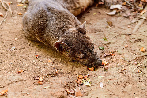 Fossa resting - 4, Kirindy Reserve, Madagascar The day before, we felt so accomplished for chasing that Fossa early in the morning and managing to get some decent shots of it. Although it's commonly seen at Kirindy, it still requires some effort or luck, so self-congratulations felt fitting.

Until the day after, when the Fossa made it perfectly clear who's in charge of it getting seen. By simply having a little daytime beauty sleep directly next to our lodge, and barely lifting an eye after it saw us. 
https://www.jungledragon.com/image/83670/fossa_resting_kirindy_reserve_madagascar.html
https://www.jungledragon.com/image/83671/fossa_resting_-_2_kirindy_reserve_madagascar.html
https://www.jungledragon.com/image/83672/fossa_resting_-_3_kirindy_reserve_madagascar.html
https://www.jungledragon.com/image/83673/fossa_resting_-_4_kirindy_reserve_madagascar.html
https://www.jungledragon.com/image/83675/fossa_resting_-_6_kirindy_reserve_madagascar.html
Observation of the previous day:

https://www.jungledragon.com/image/83034/fossa_full_body_kirindy_reserve_madagascar.html Africa,Cryptoprocta ferox,Fossa,Geotagged,Kirindy Reserve,Madagascar,Madagascar 2019,Winter,World