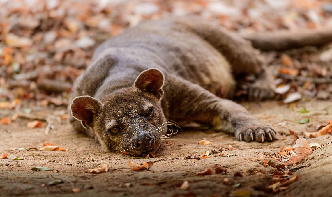 Fossa resting - 5, Kirindy Reserve, Madagascar The day before, we felt so accomplished for chasing that Fossa early in the morning and managing to get some decent shots of it. Although it's commonly seen at Kirindy, it still requires some effort or luck, so self-congratulations felt fitting.<br />
<br />
Until the day after, when the Fossa made it perfectly clear who's in charge of it getting seen. By simply having a little daytime beauty sleep directly next to our lodge, and barely lifting an eye after it saw us. <br />
<figure class="photo"><a href="https://www.jungledragon.com/image/83670/fossa_resting_kirindy_reserve_madagascar.html" title="Fossa resting, Kirindy Reserve, Madagascar"><img src="https://s3.amazonaws.com/media.jungledragon.com/images/2/83670_thumb.jpg?AWSAccessKeyId=05GMT0V3GWVNE7GGM1R2&Expires=1770854410&Signature=VmJ9MMWmidH4uPzxl8boBjqpSWI%3D" width="200" height="116" alt="Fossa resting, Kirindy Reserve, Madagascar The day before, we felt so accomplished for chasing that Fossa early in the morning and managing to get some decent shots of it. Although it's commonly seen at Kirindy, it still requires some effort or luck, so self-congratulations felt fitting.<br />
<br />
Until the day after, when the Fossa made it perfectly clear who's in charge of it getting seen. By simply having a little daytime beauty sleep directly next to our lodge, and barely lifting an eye after it saw us. <br />
https://www.jungledragon.com/image/83671/fossa_resting_-_2_kirindy_reserve_madagascar.html<br />
https://www.jungledragon.com/image/83672/fossa_resting_-_3_kirindy_reserve_madagascar.html<br />
https://www.jungledragon.com/image/83673/fossa_resting_-_4_kirindy_reserve_madagascar.html<br />
https://www.jungledragon.com/image/83674/fossa_resting_-_5_kirindy_reserve_madagascar.html<br />
https://www.jungledragon.com/image/83675/fossa_resting_-_6_kirindy_reserve_madagascar.html<br />
Observation of the previous day:<br />
<br />
https://www.jungledragon.com/image/83034/fossa_full_body_kirindy_reserve_madagascar.html Africa,Cryptoprocta ferox,Fossa,Kirindy Reserve,Madagascar,Madagascar 2019,World" /></a></figure><br />
<figure class="photo"><a href="https://www.jungledragon.com/image/83671/fossa_resting_-_2_kirindy_reserve_madagascar.html" title="Fossa resting - 2, Kirindy Reserve, Madagascar"><img src="https://s3.amazonaws.com/media.jungledragon.com/images/2/83671_thumb.jpg?AWSAccessKeyId=05GMT0V3GWVNE7GGM1R2&Expires=1770854410&Signature=mRP29u21pD8SpGnfNQ%2F8JWPot6k%3D" width="200" height="152" alt="Fossa resting - 2, Kirindy Reserve, Madagascar The day before, we felt so accomplished for chasing that Fossa early in the morning and managing to get some decent shots of it. Although it's commonly seen at Kirindy, it still requires some effort or luck, so self-congratulations felt fitting.<br />
<br />
Until the day after, when the Fossa made it perfectly clear who's in charge of it getting seen. By simply having a little daytime beauty sleep directly next to our lodge, and barely lifting an eye after it saw us. <br />
https://www.jungledragon.com/image/83670/fossa_resting_kirindy_reserve_madagascar.html<br />
https://www.jungledragon.com/image/83672/fossa_resting_-_3_kirindy_reserve_madagascar.html<br />
https://www.jungledragon.com/image/83673/fossa_resting_-_4_kirindy_reserve_madagascar.html<br />
https://www.jungledragon.com/image/83674/fossa_resting_-_5_kirindy_reserve_madagascar.html<br />
https://www.jungledragon.com/image/83675/fossa_resting_-_6_kirindy_reserve_madagascar.html<br />
Observation of the previous day:<br />
<br />
https://www.jungledragon.com/image/83034/fossa_full_body_kirindy_reserve_madagascar.html Africa,Cryptoprocta ferox,Fossa,Kirindy Reserve,Madagascar,Madagascar 2019,World" /></a></figure><br />
<figure class="photo"><a href="https://www.jungledragon.com/image/83672/fossa_resting_-_3_kirindy_reserve_madagascar.html" title="Fossa resting - 3, Kirindy Reserve, Madagascar"><img src="https://s3.amazonaws.com/media.jungledragon.com/images/2/83672_thumb.jpg?AWSAccessKeyId=05GMT0V3GWVNE7GGM1R2&Expires=1770854410&Signature=GeOQ6jGe6lMdpXFT7WvMTltLhjE%3D" width="200" height="134" alt="Fossa resting - 3, Kirindy Reserve, Madagascar The day before, we felt so accomplished for chasing that Fossa early in the morning and managing to get some decent shots of it. Although it's commonly seen at Kirindy, it still requires some effort or luck, so self-congratulations felt fitting.<br />
<br />
Until the day after, when the Fossa made it perfectly clear who's in charge of it getting seen. By simply having a little daytime beauty sleep directly next to our lodge, and barely lifting an eye after it saw us. <br />
https://www.jungledragon.com/image/83670/fossa_resting_kirindy_reserve_madagascar.html<br />
https://www.jungledragon.com/image/83671/fossa_resting_-_2_kirindy_reserve_madagascar.html<br />
https://www.jungledragon.com/image/83673/fossa_resting_-_4_kirindy_reserve_madagascar.html<br />
https://www.jungledragon.com/image/83674/fossa_resting_-_5_kirindy_reserve_madagascar.html<br />
https://www.jungledragon.com/image/83675/fossa_resting_-_6_kirindy_reserve_madagascar.html<br />
Observation of the previous day:<br />
<br />
https://www.jungledragon.com/image/83034/fossa_full_body_kirindy_reserve_madagascar.html Africa,Cryptoprocta ferox,Fossa,Geotagged,Kirindy Reserve,Madagascar,Madagascar 2019,Winter,World" /></a></figure><br />
<figure class="photo"><a href="https://www.jungledragon.com/image/83673/fossa_resting_-_4_kirindy_reserve_madagascar.html" title="Fossa resting - 4, Kirindy Reserve, Madagascar"><img src="https://s3.amazonaws.com/media.jungledragon.com/images/2/83673_thumb.jpg?AWSAccessKeyId=05GMT0V3GWVNE7GGM1R2&Expires=1770854410&Signature=xx9MrP0z%2FM6iFhnz4B%2FT9Cd9%2FxU%3D" width="200" height="134" alt="Fossa resting - 4, Kirindy Reserve, Madagascar The day before, we felt so accomplished for chasing that Fossa early in the morning and managing to get some decent shots of it. Although it's commonly seen at Kirindy, it still requires some effort or luck, so self-congratulations felt fitting.<br />
<br />
Until the day after, when the Fossa made it perfectly clear who's in charge of it getting seen. By simply having a little daytime beauty sleep directly next to our lodge, and barely lifting an eye after it saw us. <br />
https://www.jungledragon.com/image/83670/fossa_resting_kirindy_reserve_madagascar.html<br />
https://www.jungledragon.com/image/83671/fossa_resting_-_2_kirindy_reserve_madagascar.html<br />
https://www.jungledragon.com/image/83672/fossa_resting_-_3_kirindy_reserve_madagascar.html<br />
https://www.jungledragon.com/image/83673/fossa_resting_-_4_kirindy_reserve_madagascar.html<br />
https://www.jungledragon.com/image/83675/fossa_resting_-_6_kirindy_reserve_madagascar.html<br />
Observation of the previous day:<br />
<br />
https://www.jungledragon.com/image/83034/fossa_full_body_kirindy_reserve_madagascar.html Africa,Cryptoprocta ferox,Fossa,Geotagged,Kirindy Reserve,Madagascar,Madagascar 2019,Winter,World" /></a></figure><br />
Observation of the previous day:<br />
<br />
<figure class="photo"><a href="https://www.jungledragon.com/image/83034/fossa_full_body_kirindy_reserve_madagascar.html" title="Fossa full body, Kirindy Reserve, Madagascar"><img src="https://s3.amazonaws.com/media.jungledragon.com/images/2/83034_thumb.jpg?AWSAccessKeyId=05GMT0V3GWVNE7GGM1R2&Expires=1770854410&Signature=Rvd74YZx55fohLfe14dSxcXBdEE%3D" width="200" height="134" alt="Fossa full body, Kirindy Reserve, Madagascar Before we were about to start a morning hike in Kirindy, Henriette spotted this Fossa near our lodge. I went into pursuit and was close to losing it when the Fossa bumped into other tourists, forcing it back in my direction. Note that at Kirindy, the Fossa is common to see as it is somewhat domesticated. In the wild you are unlikely to ever see one. They are widespread throughout Madagascar, yet typically local populations are small.<br />
<br />
The Fossa is Madagascar's top mammalian predator. It has an interesting taxonomy. Despite its cat-like appearance, it is believed to be more closely related to the mongoose family:<br />
https://www.jungledragon.com/wildlife/browse/animalia/chordata/mammalia/carnivora/eupleridae<br />
<br />
It's an iconic species typical of Madagascar, there isn't a comparable species anywhere else. <br />
<br />
The most impressive fact about the Fossa is that over 50% of their diet consists of lemurs. Surprising a lemur in the canopy, who have keen senses and are always on watch, takes an extraordinary skill. For this purpose, the Fossa has flexible ankles, which allow it to climb up and down, as well as jump between trees. Although rare, there have been reports of multiple Fossas cooperating in a hunt, evidence here:<br />
https://www.youtube.com/watch?v=vpwM-K2TRR4<br />
Well, some may consider another fact even more impressive: the male of the Fossa at times can be considered a five-legged animal as it has an unusually large penis that may reach up to its front legs when erect. Not only is it huge, it's also spiny. The female has equally strange genitalia, it grows an enlarged, penis-like clitoris that is also spiny. This clitoris reduces in size as she ages, it is believed that during the female's first years, this masculization helps her against harassment by young males. The Fossa is the only known species in the world where this process occurs without hormones being involved.<br />
<br />
Despite being the top predator of Madagascar, one does not have to be terrified when seeing one. It's best described as an oversized, very muscular cat. Surely it can do significant damage when provoked, but it's unlikely to be a life threatening encounter. Fossas typically will not grow beyond about 10kg of weight. <br />
<br />
Now extinct, there once was a second species of Fossa: Cryptoprocta spelea, or Giant Fossa. It was almost identicial yet twice as large or heavy. The extra size likely was needed to hunt the Giant lemurs of Madagascar, which have also gone exctinct. Check out this illustration:<br />
https://www.researchgate.net/profile/Simon_Bearder/publication/262067793/figure/fig3/AS:669429562081292@1536615853540/Some-subfossil-lemur-species-with-extant-Indri-one-of-the-two-largest-living-lemurs.png<br />
<br />
The Indri (in black) is the only species in the illustration still extant, and currently the largest species of lemur. <br />
<br />
https://www.jungledragon.com/image/83032/fossa_portrait_-_1_kirindy_reserve_madagascar.html<br />
https://www.jungledragon.com/image/83033/fossa_portrait_-_2_kirindy_reserve_madagascar.html<br />
https://www.jungledragon.com/image/83035/fossa_portrait_-_3_kirindy_reserve_madagascar.html<br />
https://www.jungledragon.com/image/83036/fossa_sunbathing_kirindy_reserve_madagascar.html<br />
https://www.jungledragon.com/image/83037/fossa_sunbathing_-_closeup_kirindy_reserve_madagascar.html<br />
https://www.youtube.com/watch?v=hv9VOY2H61Y Africa,Cryptoprocta ferox,Fossa,Geotagged,Kirindy Reserve,Madagascar,Madagascar 2019,Winter,World" /></a></figure> Africa,Cryptoprocta ferox,Fossa,Geotagged,Kirindy Reserve,Madagascar,Madagascar 2019,Winter,World