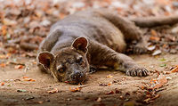Fossa resting - 5, Kirindy Reserve, Madagascar The day before, we felt so accomplished for chasing that Fossa early in the morning and managing to get some decent shots of it. Although it's commonly seen at Kirindy, it still requires some effort or luck, so self-congratulations felt fitting.<br />
<br />
Until the day after, when the Fossa made it perfectly clear who's in charge of it getting seen. By simply having a little daytime beauty sleep directly next to our lodge, and barely lifting an eye after it saw us. <br />
https://www.jungledragon.com/image/83670/fossa_resting_kirindy_reserve_madagascar.html<br />
https://www.jungledragon.com/image/83671/fossa_resting_-_2_kirindy_reserve_madagascar.html<br />
https://www.jungledragon.com/image/83672/fossa_resting_-_3_kirindy_reserve_madagascar.html<br />
https://www.jungledragon.com/image/83673/fossa_resting_-_4_kirindy_reserve_madagascar.html<br />
Observation of the previous day:<br />
<br />
https://www.jungledragon.com/image/83034/fossa_full_body_kirindy_reserve_madagascar.html Africa,Cryptoprocta ferox,Fossa,Geotagged,Kirindy Reserve,Madagascar,Madagascar 2019,Winter,World