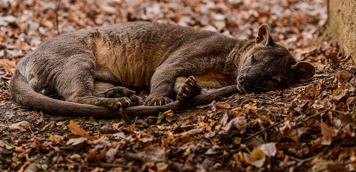 Fossa resting - 6, Kirindy Reserve, Madagascar The day before, we felt so accomplished for chasing that Fossa early in the morning and managing to get some decent shots of it. Although it&#039;s commonly seen at Kirindy, it still requires some effort or luck, so self-congratulations felt fitting.<br />
<br />
Until the day after, when the Fossa made it perfectly clear who&#039;s in charge of it getting seen. By simply having a little daytime beauty sleep directly next to our lodge, and barely lifting an eye after it saw us. <br />
<figure class="photo"><a href="https://www.jungledragon.com/image/83670/fossa_resting_kirindy_reserve_madagascar.html" title="Fossa resting, Kirindy Reserve, Madagascar"><img src="https://s3.amazonaws.com/media.jungledragon.com/images/2/83670_thumb.jpg?AWSAccessKeyId=05GMT0V3GWVNE7GGM1R2&Expires=1759968010&Signature=EmTLS%2FneSYDrZgVMcXHn6zSxXXM%3D" width="200" height="116" alt="Fossa resting, Kirindy Reserve, Madagascar The day before, we felt so accomplished for chasing that Fossa early in the morning and managing to get some decent shots of it. Although it&#039;s commonly seen at Kirindy, it still requires some effort or luck, so self-congratulations felt fitting.<br />
<br />
Until the day after, when the Fossa made it perfectly clear who&#039;s in charge of it getting seen. By simply having a little daytime beauty sleep directly next to our lodge, and barely lifting an eye after it saw us. <br />
https://www.jungledragon.com/image/83671/fossa_resting_-_2_kirindy_reserve_madagascar.html<br />
https://www.jungledragon.com/image/83672/fossa_resting_-_3_kirindy_reserve_madagascar.html<br />
https://www.jungledragon.com/image/83673/fossa_resting_-_4_kirindy_reserve_madagascar.html<br />
https://www.jungledragon.com/image/83674/fossa_resting_-_5_kirindy_reserve_madagascar.html<br />
https://www.jungledragon.com/image/83675/fossa_resting_-_6_kirindy_reserve_madagascar.html<br />
Observation of the previous day:<br />
<br />
https://www.jungledragon.com/image/83034/fossa_full_body_kirindy_reserve_madagascar.html Africa,Cryptoprocta ferox,Fossa,Kirindy Reserve,Madagascar,Madagascar 2019,World" /></a></figure><br />
<figure class="photo"><a href="https://www.jungledragon.com/image/83671/fossa_resting_-_2_kirindy_reserve_madagascar.html" title="Fossa resting - 2, Kirindy Reserve, Madagascar"><img src="https://s3.amazonaws.com/media.jungledragon.com/images/2/83671_thumb.jpg?AWSAccessKeyId=05GMT0V3GWVNE7GGM1R2&Expires=1759968010&Signature=emrVLq0MPNdT3rAtmw6I69M2uwo%3D" width="200" height="152" alt="Fossa resting - 2, Kirindy Reserve, Madagascar The day before, we felt so accomplished for chasing that Fossa early in the morning and managing to get some decent shots of it. Although it&#039;s commonly seen at Kirindy, it still requires some effort or luck, so self-congratulations felt fitting.<br />
<br />
Until the day after, when the Fossa made it perfectly clear who&#039;s in charge of it getting seen. By simply having a little daytime beauty sleep directly next to our lodge, and barely lifting an eye after it saw us. <br />
https://www.jungledragon.com/image/83670/fossa_resting_kirindy_reserve_madagascar.html<br />
https://www.jungledragon.com/image/83672/fossa_resting_-_3_kirindy_reserve_madagascar.html<br />
https://www.jungledragon.com/image/83673/fossa_resting_-_4_kirindy_reserve_madagascar.html<br />
https://www.jungledragon.com/image/83674/fossa_resting_-_5_kirindy_reserve_madagascar.html<br />
https://www.jungledragon.com/image/83675/fossa_resting_-_6_kirindy_reserve_madagascar.html<br />
Observation of the previous day:<br />
<br />
https://www.jungledragon.com/image/83034/fossa_full_body_kirindy_reserve_madagascar.html Africa,Cryptoprocta ferox,Fossa,Kirindy Reserve,Madagascar,Madagascar 2019,World" /></a></figure><br />
<figure class="photo"><a href="https://www.jungledragon.com/image/83672/fossa_resting_-_3_kirindy_reserve_madagascar.html" title="Fossa resting - 3, Kirindy Reserve, Madagascar"><img src="https://s3.amazonaws.com/media.jungledragon.com/images/2/83672_thumb.jpg?AWSAccessKeyId=05GMT0V3GWVNE7GGM1R2&Expires=1759968010&Signature=XoppxSBny5GhV7UZtECMYNESKZY%3D" width="200" height="134" alt="Fossa resting - 3, Kirindy Reserve, Madagascar The day before, we felt so accomplished for chasing that Fossa early in the morning and managing to get some decent shots of it. Although it&#039;s commonly seen at Kirindy, it still requires some effort or luck, so self-congratulations felt fitting.<br />
<br />
Until the day after, when the Fossa made it perfectly clear who&#039;s in charge of it getting seen. By simply having a little daytime beauty sleep directly next to our lodge, and barely lifting an eye after it saw us. <br />
https://www.jungledragon.com/image/83670/fossa_resting_kirindy_reserve_madagascar.html<br />
https://www.jungledragon.com/image/83671/fossa_resting_-_2_kirindy_reserve_madagascar.html<br />
https://www.jungledragon.com/image/83673/fossa_resting_-_4_kirindy_reserve_madagascar.html<br />
https://www.jungledragon.com/image/83674/fossa_resting_-_5_kirindy_reserve_madagascar.html<br />
https://www.jungledragon.com/image/83675/fossa_resting_-_6_kirindy_reserve_madagascar.html<br />
Observation of the previous day:<br />
<br />
https://www.jungledragon.com/image/83034/fossa_full_body_kirindy_reserve_madagascar.html Africa,Cryptoprocta ferox,Fossa,Geotagged,Kirindy Reserve,Madagascar,Madagascar 2019,Winter,World" /></a></figure><br />
<figure class="photo"><a href="https://www.jungledragon.com/image/83673/fossa_resting_-_4_kirindy_reserve_madagascar.html" title="Fossa resting - 4, Kirindy Reserve, Madagascar"><img src="https://s3.amazonaws.com/media.jungledragon.com/images/2/83673_thumb.jpg?AWSAccessKeyId=05GMT0V3GWVNE7GGM1R2&Expires=1759968010&Signature=MDCT2fTaG22xvB4BFIaM15jnloE%3D" width="200" height="134" alt="Fossa resting - 4, Kirindy Reserve, Madagascar The day before, we felt so accomplished for chasing that Fossa early in the morning and managing to get some decent shots of it. Although it&#039;s commonly seen at Kirindy, it still requires some effort or luck, so self-congratulations felt fitting.<br />
<br />
Until the day after, when the Fossa made it perfectly clear who&#039;s in charge of it getting seen. By simply having a little daytime beauty sleep directly next to our lodge, and barely lifting an eye after it saw us. <br />
https://www.jungledragon.com/image/83670/fossa_resting_kirindy_reserve_madagascar.html<br />
https://www.jungledragon.com/image/83671/fossa_resting_-_2_kirindy_reserve_madagascar.html<br />
https://www.jungledragon.com/image/83672/fossa_resting_-_3_kirindy_reserve_madagascar.html<br />
https://www.jungledragon.com/image/83673/fossa_resting_-_4_kirindy_reserve_madagascar.html<br />
https://www.jungledragon.com/image/83675/fossa_resting_-_6_kirindy_reserve_madagascar.html<br />
Observation of the previous day:<br />
<br />
https://www.jungledragon.com/image/83034/fossa_full_body_kirindy_reserve_madagascar.html Africa,Cryptoprocta ferox,Fossa,Geotagged,Kirindy Reserve,Madagascar,Madagascar 2019,Winter,World" /></a></figure><br />
<figure class="photo"><a href="https://www.jungledragon.com/image/83674/fossa_resting_-_5_kirindy_reserve_madagascar.html" title="Fossa resting - 5, Kirindy Reserve, Madagascar"><img src="https://s3.amazonaws.com/media.jungledragon.com/images/2/83674_thumb.jpg?AWSAccessKeyId=05GMT0V3GWVNE7GGM1R2&Expires=1759968010&Signature=vthnxSEkX6BZ%2Bx659bw%2FNiI%2FNP0%3D" width="200" height="120" alt="Fossa resting - 5, Kirindy Reserve, Madagascar The day before, we felt so accomplished for chasing that Fossa early in the morning and managing to get some decent shots of it. Although it&#039;s commonly seen at Kirindy, it still requires some effort or luck, so self-congratulations felt fitting.<br />
<br />
Until the day after, when the Fossa made it perfectly clear who&#039;s in charge of it getting seen. By simply having a little daytime beauty sleep directly next to our lodge, and barely lifting an eye after it saw us. <br />
https://www.jungledragon.com/image/83670/fossa_resting_kirindy_reserve_madagascar.html<br />
https://www.jungledragon.com/image/83671/fossa_resting_-_2_kirindy_reserve_madagascar.html<br />
https://www.jungledragon.com/image/83672/fossa_resting_-_3_kirindy_reserve_madagascar.html<br />
https://www.jungledragon.com/image/83673/fossa_resting_-_4_kirindy_reserve_madagascar.html<br />
Observation of the previous day:<br />
<br />
https://www.jungledragon.com/image/83034/fossa_full_body_kirindy_reserve_madagascar.html Africa,Cryptoprocta ferox,Fossa,Geotagged,Kirindy Reserve,Madagascar,Madagascar 2019,Winter,World" /></a></figure><br />
Observation of the previous day:<br />
<br />
<figure class="photo"><a href="https://www.jungledragon.com/image/83034/fossa_full_body_kirindy_reserve_madagascar.html" title="Fossa full body, Kirindy Reserve, Madagascar"><img src="https://s3.amazonaws.com/media.jungledragon.com/images/2/83034_thumb.jpg?AWSAccessKeyId=05GMT0V3GWVNE7GGM1R2&Expires=1759968010&Signature=waYaJkSBOlhlrkl2RP9xYKQ9GKw%3D" width="200" height="134" alt="Fossa full body, Kirindy Reserve, Madagascar Before we were about to start a morning hike in Kirindy, Henriette spotted this Fossa near our lodge. I went into pursuit and was close to losing it when the Fossa bumped into other tourists, forcing it back in my direction. Note that at Kirindy, the Fossa is common to see as it is somewhat domesticated. In the wild you are unlikely to ever see one. They are widespread throughout Madagascar, yet typically local populations are small.<br />
<br />
The Fossa is Madagascar&#039;s top mammalian predator. It has an interesting taxonomy. Despite its cat-like appearance, it is believed to be more closely related to the mongoose family:<br />
https://www.jungledragon.com/wildlife/browse/animalia/chordata/mammalia/carnivora/eupleridae<br />
<br />
It&#039;s an iconic species typical of Madagascar, there isn&#039;t a comparable species anywhere else. <br />
<br />
The most impressive fact about the Fossa is that over 50% of their diet consists of lemurs. Surprising a lemur in the canopy, who have keen senses and are always on watch, takes an extraordinary skill. For this purpose, the Fossa has flexible ankles, which allow it to climb up and down, as well as jump between trees. Although rare, there have been reports of multiple Fossas cooperating in a hunt, evidence here:<br />
https://www.youtube.com/watch?v=vpwM-K2TRR4<br />
Well, some may consider another fact even more impressive: the male of the Fossa at times can be considered a five-legged animal as it has an unusually large penis that may reach up to its front legs when erect. Not only is it huge, it&#039;s also spiny. The female has equally strange genitalia, it grows an enlarged, penis-like clitoris that is also spiny. This clitoris reduces in size as she ages, it is believed that during the female&#039;s first years, this masculization helps her against harassment by young males. The Fossa is the only known species in the world where this process occurs without hormones being involved.<br />
<br />
Despite being the top predator of Madagascar, one does not have to be terrified when seeing one. It&#039;s best described as an oversized, very muscular cat. Surely it can do significant damage when provoked, but it&#039;s unlikely to be a life threatening encounter. Fossas typically will not grow beyond about 10kg of weight. <br />
<br />
Now extinct, there once was a second species of Fossa: Cryptoprocta spelea, or Giant Fossa. It was almost identicial yet twice as large or heavy. The extra size likely was needed to hunt the Giant lemurs of Madagascar, which have also gone exctinct. Check out this illustration:<br />
https://www.researchgate.net/profile/Simon_Bearder/publication/262067793/figure/fig3/AS:669429562081292@1536615853540/Some-subfossil-lemur-species-with-extant-Indri-one-of-the-two-largest-living-lemurs.png<br />
<br />
The Indri (in black) is the only species in the illustration still extant, and currently the largest species of lemur. <br />
<br />
https://www.jungledragon.com/image/83032/fossa_portrait_-_1_kirindy_reserve_madagascar.html<br />
https://www.jungledragon.com/image/83033/fossa_portrait_-_2_kirindy_reserve_madagascar.html<br />
https://www.jungledragon.com/image/83035/fossa_portrait_-_3_kirindy_reserve_madagascar.html<br />
https://www.jungledragon.com/image/83036/fossa_sunbathing_kirindy_reserve_madagascar.html<br />
https://www.jungledragon.com/image/83037/fossa_sunbathing_-_closeup_kirindy_reserve_madagascar.html<br />
https://www.youtube.com/watch?v=hv9VOY2H61Y Africa,Cryptoprocta ferox,Fossa,Geotagged,Kirindy Reserve,Madagascar,Madagascar 2019,Winter,World" /></a></figure> Africa,Cryptoprocta ferox,Fossa,Geotagged,Kirindy Reserve,Madagascar,Madagascar 2019,Winter,World