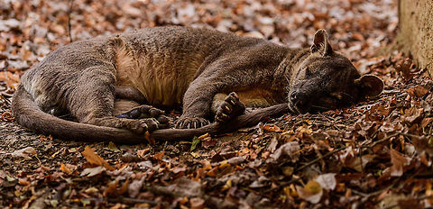 Fossa resting - 6, Kirindy Reserve, Madagascar The day before, we felt so accomplished for chasing that Fossa early in the morning and managing to get some decent shots of it. Although it's commonly seen at Kirindy, it still requires some effort or luck, so self-congratulations felt fitting.

Until the day after, when the Fossa made it perfectly clear who's in charge of it getting seen. By simply having a little daytime beauty sleep directly next to our lodge, and barely lifting an eye after it saw us. 
https://www.jungledragon.com/image/83670/fossa_resting_kirindy_reserve_madagascar.html
https://www.jungledragon.com/image/83671/fossa_resting_-_2_kirindy_reserve_madagascar.html
https://www.jungledragon.com/image/83672/fossa_resting_-_3_kirindy_reserve_madagascar.html
https://www.jungledragon.com/image/83673/fossa_resting_-_4_kirindy_reserve_madagascar.html
https://www.jungledragon.com/image/83674/fossa_resting_-_5_kirindy_reserve_madagascar.html
Observation of the previous day:

https://www.jungledragon.com/image/83034/fossa_full_body_kirindy_reserve_madagascar.html Africa,Cryptoprocta ferox,Fossa,Geotagged,Kirindy Reserve,Madagascar,Madagascar 2019,Winter,World