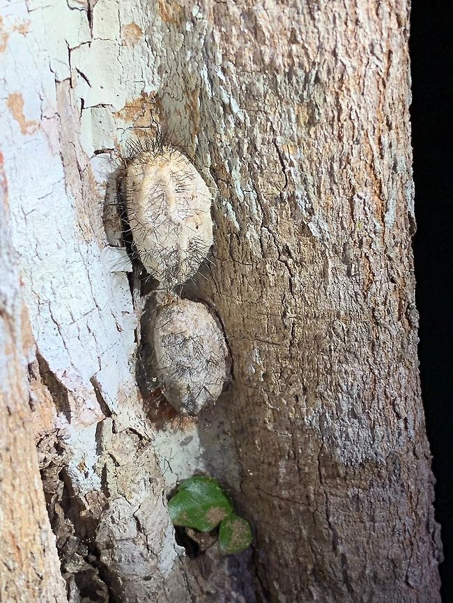 Spiky Cocoon, Kirindy Reserve, Madagascar Smartphone shot of two spiky cocoons found on the bark of a tree in Kirindy Reserve. I&#039;m not yet sure what they are exactly. Africa,Kirindy Reserve,Madagascar,Madagascar 2019,Winter,World