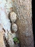 Spiky Cocoon, Kirindy Reserve, Madagascar Smartphone shot of two spiky cocoons found on the bark of a tree in Kirindy Reserve. I'm not yet sure what they are exactly. Africa,Kirindy Reserve,Madagascar,Madagascar 2019,Winter,World