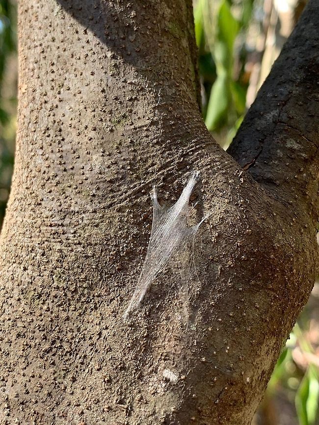 Web Cocoon, Kirindy Reserve, Madagascar Smartphone shot of some kind of insect nest/cocoon? found on the bark of a tree at Kirindy Reserve. Africa,Geotagged,Kirindy Reserve,Madagascar,Madagascar 2019,Winter,World
