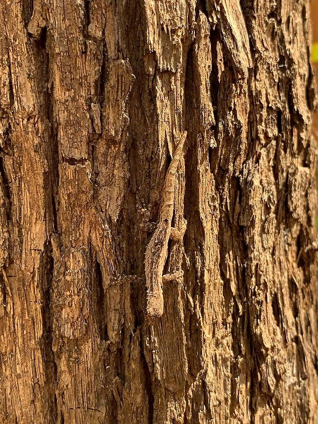 Camouflaged gecko, Kirindy Reserve, Madagascar Smartphone photo of a small, well-camouflaged dwarf gecko (Lygodactylus sp.) found on the bark of a tree in Kirindy Reserve.<br />
<br />
This concludes our Kirindy coverage, check out this tag for all Kirindy photos at JD:<br />
<a href="https://www.jungledragon.com/tag/6916/recent" rel="nofollow">https://www.jungledragon.com/tag/6916/recent</a> Africa,Geotagged,Kirindy Reserve,Madagascar,Madagascar 2019,Winter,World