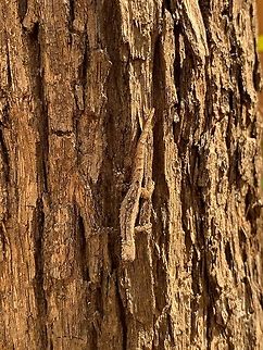 Camouflaged gecko, Kirindy Reserve, Madagascar Smartphone photo of a small, well-camouflaged dwarf gecko (Lygodactylus sp.) found on the bark of a tree in Kirindy Reserve.

This concludes our Kirindy coverage, check out this tag for all Kirindy photos at JD:
https://www.jungledragon.com/tag/6916/recent Africa,Geotagged,Kirindy Reserve,Madagascar,Madagascar 2019,Winter,World