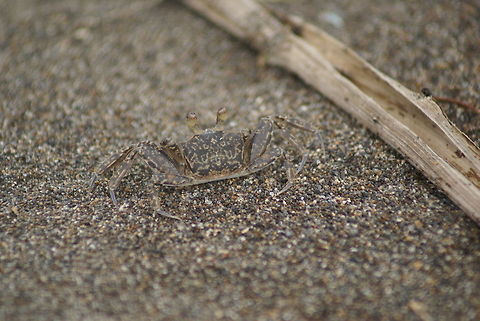 Another transparent Crab Transparent crab at the beach of Costa Rica. Beach,Camouflage,Costa Rica,Crabs,Transparent