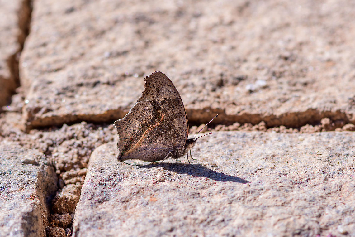 Junonia rhadama - female in dry season, Antananarivo, Madagascar This day was a hotel in the capital, still managed to shoot a few insects outside the hotel. It&#039;s dull grey/brown with a strange orange diagonal line. Africa,Antananarivo,Brilliant blue,Junonia rhadama,Madagascar,Madagascar 2019,World