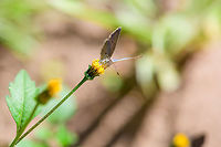 African Grass Blue, Antananarivo, Madagascar Found in the garden of our hotel in Antananarivo. A surprisingly tiny butterfly. <br />
https://www.jungledragon.com/image/83707/african_grass_blue_-_closeup_antananarivomadagascar.html Africa,African Grass Blue,Antananarivo,Madagascar,Madagascar 2019,World,Zizeeria  knysna