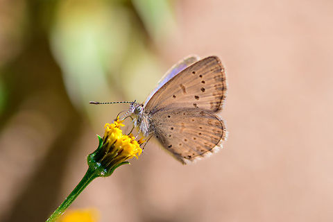 African Grass Blue - closeup, Antananarivo, Madagascar Found in the garden of our hotel in Antananarivo. A surprisingly tiny butterfly.
https://www.jungledragon.com/image/83706/african_grass_blue_antananarivomadagascar.html Africa,African Grass Blue,Antananarivo,Madagascar,Madagascar 2019,World,Zizeeria  knysna