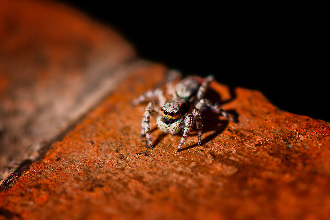 Gray wall jumper, Antananarivo, Madagascar A species with a cosmopolitan distribution, often found around human settlements. Here it was found on the pavement outside our hotel in Antananarivo. This is the female of the species.<br />
<figure class="photo"><a href="https://www.jungledragon.com/image/83710/gray_wall_jumper_-_2_antananarivo_madagascar.html" title="Gray wall jumper - 2, Antananarivo, Madagascar"><img src="https://s3.amazonaws.com/media.jungledragon.com/images/2/83710_thumb.jpg?AWSAccessKeyId=05GMT0V3GWVNE7GGM1R2&Expires=1759968010&Signature=6ryokDIeIZWVhHpekMwVIr%2B%2FKhE%3D" width="200" height="134" alt="Gray wall jumper - 2, Antananarivo, Madagascar A species with a cosmopolitan distribution, often found around human settlements. Here it was found on the pavement outside our hotel in Antananarivo. This is the female of the species.<br />
https://www.jungledragon.com/image/83709/gray_wall_jumper_antananarivo_madagascar.html<br />
https://www.jungledragon.com/image/83711/gray_wall_jumper_-_3_antananarivo_madagascar.html Africa,Antananarivo,Gray wall jumper,Madagascar,Madagascar 2019,Menemerus bivittatus,World" /></a></figure><br />
<figure class="photo"><a href="https://www.jungledragon.com/image/83711/gray_wall_jumper_-_3_antananarivo_madagascar.html" title="Gray wall jumper - 3, Antananarivo, Madagascar"><img src="https://s3.amazonaws.com/media.jungledragon.com/images/2/83711_thumb.jpg?AWSAccessKeyId=05GMT0V3GWVNE7GGM1R2&Expires=1759968010&Signature=NeNw8UIqQOtj8ednNFa6eJaEP7U%3D" width="200" height="156" alt="Gray wall jumper - 3, Antananarivo, Madagascar A species with a cosmopolitan distribution, often found around human settlements. Here it was found on the pavement outside our hotel in Antananarivo. This is the female of the species.<br />
https://www.jungledragon.com/image/83709/gray_wall_jumper_antananarivo_madagascar.html<br />
https://www.jungledragon.com/image/83710/gray_wall_jumper_-_2_antananarivo_madagascar.html Africa,Antananarivo,Gray wall jumper,Madagascar,Madagascar 2019,Menemerus bivittatus,World" /></a></figure> Africa,Antananarivo,Madagascar,Madagascar 2019,Menemerus bivittatus,World
