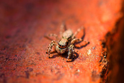 Gray wall jumper - 2, Antananarivo, Madagascar A species with a cosmopolitan distribution, often found around human settlements. Here it was found on the pavement outside our hotel in Antananarivo. This is the female of the species.
https://www.jungledragon.com/image/83709/gray_wall_jumper_antananarivo_madagascar.html
https://www.jungledragon.com/image/83711/gray_wall_jumper_-_3_antananarivo_madagascar.html Africa,Antananarivo,Gray wall jumper,Madagascar,Madagascar 2019,Menemerus bivittatus,World