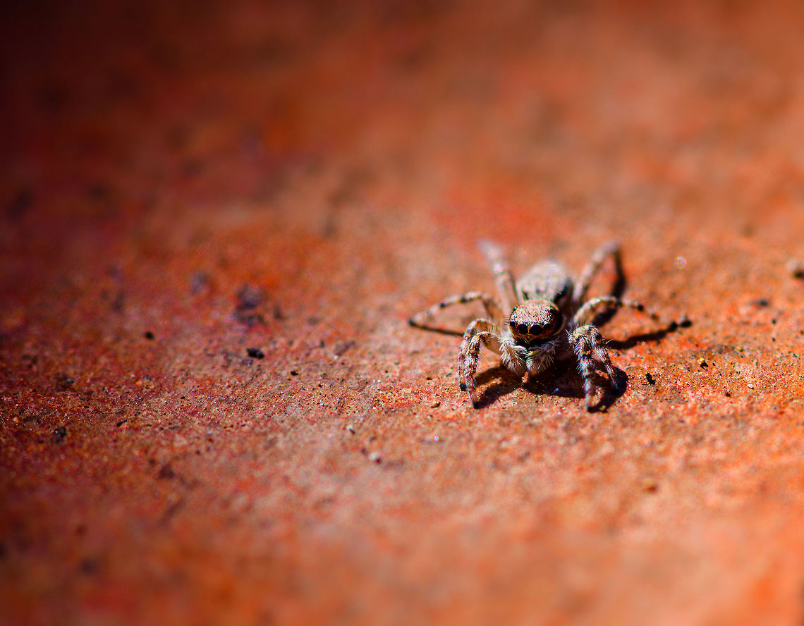 Gray wall jumper - 3, Antananarivo, Madagascar A species with a cosmopolitan distribution, often found around human settlements. Here it was found on the pavement outside our hotel in Antananarivo. This is the female of the species.<br />
<figure class="photo"><a href="https://www.jungledragon.com/image/83709/gray_wall_jumper_antananarivo_madagascar.html" title="Gray wall jumper, Antananarivo, Madagascar"><img src="https://s3.amazonaws.com/media.jungledragon.com/images/2/83709_thumb.jpg?AWSAccessKeyId=05GMT0V3GWVNE7GGM1R2&Expires=1769040010&Signature=irphz6g%2F7V856EjDTz3c%2Bo9%2BR7E%3D" width="200" height="134" alt="Gray wall jumper, Antananarivo, Madagascar A species with a cosmopolitan distribution, often found around human settlements. Here it was found on the pavement outside our hotel in Antananarivo. This is the female of the species.<br />
https://www.jungledragon.com/image/83710/gray_wall_jumper_-_2_antananarivo_madagascar.html<br />
https://www.jungledragon.com/image/83711/gray_wall_jumper_-_3_antananarivo_madagascar.html Africa,Antananarivo,Madagascar,Madagascar 2019,Menemerus bivittatus,World" /></a></figure><br />
<figure class="photo"><a href="https://www.jungledragon.com/image/83710/gray_wall_jumper_-_2_antananarivo_madagascar.html" title="Gray wall jumper - 2, Antananarivo, Madagascar"><img src="https://s3.amazonaws.com/media.jungledragon.com/images/2/83710_thumb.jpg?AWSAccessKeyId=05GMT0V3GWVNE7GGM1R2&Expires=1769040010&Signature=Mr%2BIkHA2ni1BmTl1zcQ9qIoVgpc%3D" width="200" height="134" alt="Gray wall jumper - 2, Antananarivo, Madagascar A species with a cosmopolitan distribution, often found around human settlements. Here it was found on the pavement outside our hotel in Antananarivo. This is the female of the species.<br />
https://www.jungledragon.com/image/83709/gray_wall_jumper_antananarivo_madagascar.html<br />
https://www.jungledragon.com/image/83711/gray_wall_jumper_-_3_antananarivo_madagascar.html Africa,Antananarivo,Gray wall jumper,Madagascar,Madagascar 2019,Menemerus bivittatus,World" /></a></figure> Africa,Antananarivo,Gray wall jumper,Madagascar,Madagascar 2019,Menemerus bivittatus,World