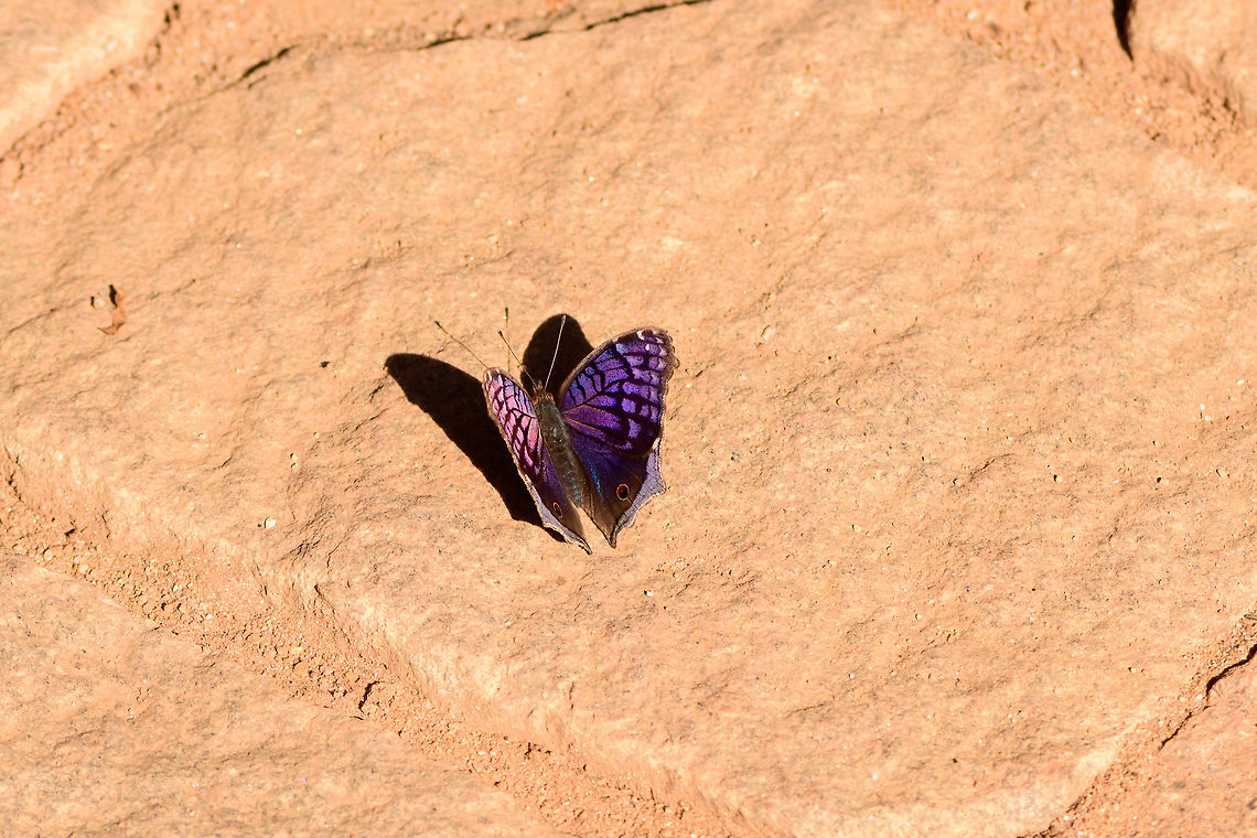 Brilliant blue, Antananarivo, Madagascar Chased this one for a solid 30 minutes but it would not work with me. It would fly, land, flap its wings once or twice and then rest with the wings open. This is the best I could do in showing their beautiful upper wings. Africa,Antananarivo,Brilliant blue,Junonia rhadama,Madagascar,Madagascar 2019,World
