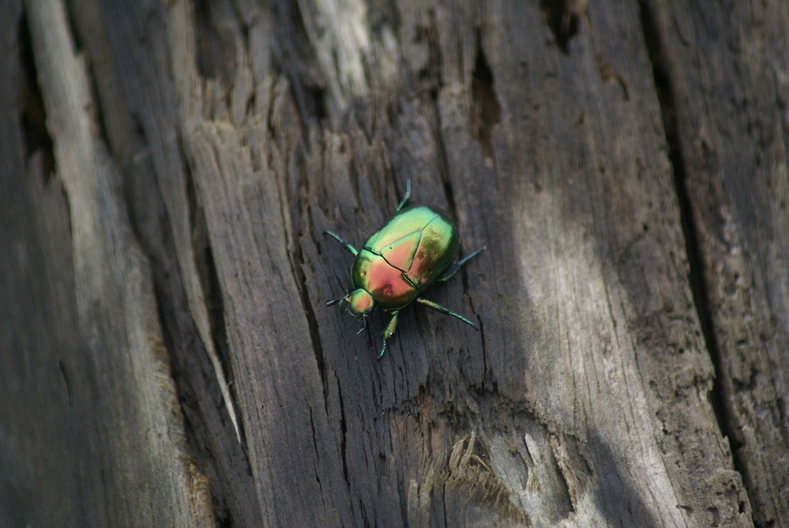 Disco Beetle on Costa Rica beach For lack of a better name, we have opted to call this the Disco Beetle :) Beach,Beetles,Costa Rica,Insects