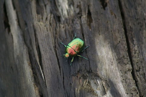 Disco Beetle on Costa Rica beach For lack of a better name, we have opted to call this the Disco Beetle :) Beach,Beetles,Costa Rica,Insects