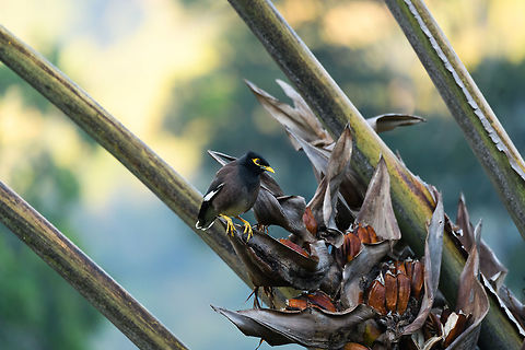 Common myna - perched, Ranomafana, Madagascar Opening the set for the 2nd location of our trip: Ranomafana. The day started with a huge déjà vu. We were here 7 years earlier, in the same hotel, same room, with the same giant Traveller palm in front of us. 

The Common myna is originally an Asian bird, that has migrated to Madagascar and made a permanent stay. It can be found all over Madagascar and is known as a very dominant bird. It actively chases away other birds.
https://www.jungledragon.com/image/83817/common_myna_ranomafana_madagascar.html Acridotheres tristis,Africa,Common myna,Madagascar,Madagascar 2019,Ranomafana National Park,World