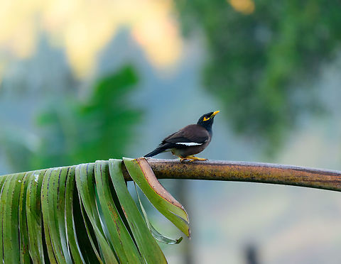 Common myna, Ranomafana, Madagascar Opening the set for the 2nd location of our trip: Ranomafana. The day started with a huge d&eacute;j&agrave; vu. We were here 7 years earlier, in the same hotel, same room, with the same giant Traveller palm in front of us. 

The Common myna is originally an Asian bird, that has migrated to Madagascar and made a permanent stay. It can be found all over Madagascar and is known as a very dominant bird. It actively chases away other birds.
https://www.jungledragon.com/image/83816/common_myna_-_perched_ranomafana_madagascar.html Acridotheres tristis,Africa,Common myna,Madagascar,Madagascar 2019,Ranomafana National Park,World