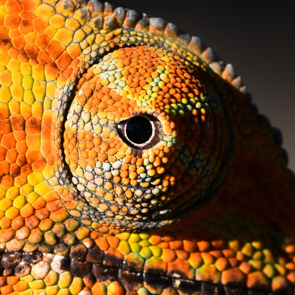 Two-banded chameleon - eye closeup, Ranomafana, Madagascar The stunning female of the Two-banded chameleon, also known as the Rainforest chameleon. Endemic to Madagascar and threatened as it has a small distribution. They are often green yet known to be variable in color, and this is quite a vibrant morph. The male has horn-like appendages, which is an easy way to tell the sexes apart.<br />
<br />
This one was found by the hotel&#039;s porter before we started on our hike. He balanced it on a stick for some photos, after which it was put back in the tree it came from. <br />
<figure class="photo"><a href="https://www.jungledragon.com/image/83819/two-banded_chameleon_-_frontal_ranomafana_madagascar.html" title="Two-banded chameleon - frontal, Ranomafana, Madagascar"><img src="https://s3.amazonaws.com/media.jungledragon.com/images/2/83819_thumb.jpg?AWSAccessKeyId=05GMT0V3GWVNE7GGM1R2&Expires=1759968010&Signature=UyZflQYRBIzE%2Fpg4P%2FILwPSkERk%3D" width="200" height="134" alt="Two-banded chameleon - frontal, Ranomafana, Madagascar The stunning female of the Two-banded chameleon, also known as the Rainforest chameleon. Endemic to Madagascar and threatened as it has a small distribution. They are often green yet known to be variable in color, and this is quite a vibrant morph. The male has horn-like appendages, which is an easy way to tell the sexes apart.<br />
<br />
This one was found by the hotel&#039;s porter before we started on our hike. He balanced it on a stick for some photos, after which it was put back in the tree it came from. <br />
https://www.jungledragon.com/image/83818/two-banded_chameleon_-_eye_closeup_ranomafana_madagascar.html<br />
https://www.jungledragon.com/image/83820/two-banded_chameleon_-_full_body_ranomafana_madagascar.html<br />
https://www.jungledragon.com/image/83821/two-banded_chameleon_-_head_ranomafana_madagascar.html<br />
https://www.jungledragon.com/image/83822/two-banded_chameleon_-_skin_ranomafana_madagascar.html<br />
https://www.jungledragon.com/image/83823/two-banded_chameleon_-_pose_ranomafana_madagascar.html<br />
https://www.jungledragon.com/image/83824/two-banded_chameleon_-_tail_ranomafana_madagascar.html<br />
 Africa,Furcifer balteatus,Madagascar,Madagascar 2019,Ranomafana National Park,Two-banded chameleon,World" /></a></figure><br />
<figure class="photo"><a href="https://www.jungledragon.com/image/83820/two-banded_chameleon_-_full_body_ranomafana_madagascar.html" title="Two-banded chameleon - full body, Ranomafana, Madagascar"><img src="https://s3.amazonaws.com/media.jungledragon.com/images/2/83820_thumb.jpg?AWSAccessKeyId=05GMT0V3GWVNE7GGM1R2&Expires=1759968010&Signature=idZV5lVs5f0v8zqIQDsE%2BMsqQBg%3D" width="200" height="160" alt="Two-banded chameleon - full body, Ranomafana, Madagascar The stunning female of the Two-banded chameleon, also known as the Rainforest chameleon. Endemic to Madagascar and threatened as it has a small distribution. They are often green yet known to be variable in color, and this is quite a vibrant morph. The male has horn-like appendages, which is an easy way to tell the sexes apart.<br />
<br />
This one was found by the hotel&#039;s porter before we started on our hike. He balanced it on a stick for some photos, after which it was put back in the tree it came from. <br />
https://www.jungledragon.com/image/83818/two-banded_chameleon_-_eye_closeup_ranomafana_madagascar.html<br />
https://www.jungledragon.com/image/83819/two-banded_chameleon_-_frontal_ranomafana_madagascar.html<br />
https://www.jungledragon.com/image/83821/two-banded_chameleon_-_head_ranomafana_madagascar.html<br />
https://www.jungledragon.com/image/83822/two-banded_chameleon_-_skin_ranomafana_madagascar.html<br />
https://www.jungledragon.com/image/83823/two-banded_chameleon_-_pose_ranomafana_madagascar.html<br />
https://www.jungledragon.com/image/83824/two-banded_chameleon_-_tail_ranomafana_madagascar.html<br />
 Africa,Furcifer balteatus,Madagascar,Madagascar 2019,Ranomafana National Park,Two-banded chameleon,World" /></a></figure><br />
<figure class="photo"><a href="https://www.jungledragon.com/image/83821/two-banded_chameleon_-_head_ranomafana_madagascar.html" title="Two-banded chameleon - head, Ranomafana, Madagascar"><img src="https://s3.amazonaws.com/media.jungledragon.com/images/2/83821_thumb.jpg?AWSAccessKeyId=05GMT0V3GWVNE7GGM1R2&Expires=1759968010&Signature=bquAu9Q3juV8rLZ9QPDdGQDSuEA%3D" width="200" height="184" alt="Two-banded chameleon - head, Ranomafana, Madagascar The stunning female of the Two-banded chameleon, also known as the Rainforest chameleon. Endemic to Madagascar and threatened as it has a small distribution. They are often green yet known to be variable in color, and this is quite a vibrant morph. The male has horn-like appendages, which is an easy way to tell the sexes apart.<br />
<br />
This one was found by the hotel&#039;s porter before we started on our hike. He balanced it on a stick for some photos, after which it was put back in the tree it came from. <br />
https://www.jungledragon.com/image/83818/two-banded_chameleon_-_eye_closeup_ranomafana_madagascar.html<br />
https://www.jungledragon.com/image/83819/two-banded_chameleon_-_frontal_ranomafana_madagascar.html<br />
https://www.jungledragon.com/image/83820/two-banded_chameleon_-_full_body_ranomafana_madagascar.html<br />
https://www.jungledragon.com/image/83822/two-banded_chameleon_-_skin_ranomafana_madagascar.html<br />
https://www.jungledragon.com/image/83823/two-banded_chameleon_-_pose_ranomafana_madagascar.html<br />
https://www.jungledragon.com/image/83824/two-banded_chameleon_-_tail_ranomafana_madagascar.html<br />
 Africa,Furcifer balteatus,Madagascar,Madagascar 2019,Ranomafana National Park,Two-banded chameleon,World" /></a></figure><br />
<figure class="photo"><a href="https://www.jungledragon.com/image/83822/two-banded_chameleon_-_skin_ranomafana_madagascar.html" title="Two-banded chameleon - skin, Ranomafana, Madagascar"><img src="https://s3.amazonaws.com/media.jungledragon.com/images/2/83822_thumb.jpg?AWSAccessKeyId=05GMT0V3GWVNE7GGM1R2&Expires=1759968010&Signature=pMyQ4VRSh65o%2BzIaKklP93yH%2FtE%3D" width="200" height="144" alt="Two-banded chameleon - skin, Ranomafana, Madagascar The stunning female of the Two-banded chameleon, also known as the Rainforest chameleon. Endemic to Madagascar and threatened as it has a small distribution. They are often green yet known to be variable in color, and this is quite a vibrant morph. The male has horn-like appendages, which is an easy way to tell the sexes apart.<br />
<br />
This one was found by the hotel&#039;s porter before we started on our hike. He balanced it on a stick for some photos, after which it was put back in the tree it came from. <br />
https://www.jungledragon.com/image/83818/two-banded_chameleon_-_eye_closeup_ranomafana_madagascar.html<br />
https://www.jungledragon.com/image/83819/two-banded_chameleon_-_frontal_ranomafana_madagascar.html<br />
https://www.jungledragon.com/image/83820/two-banded_chameleon_-_full_body_ranomafana_madagascar.html<br />
https://www.jungledragon.com/image/83821/two-banded_chameleon_-_head_ranomafana_madagascar.html<br />
https://www.jungledragon.com/image/83823/two-banded_chameleon_-_pose_ranomafana_madagascar.html<br />
https://www.jungledragon.com/image/83824/two-banded_chameleon_-_tail_ranomafana_madagascar.html<br />
 Africa,Furcifer balteatus,Madagascar,Madagascar 2019,Ranomafana National Park,Two-banded chameleon,World" /></a></figure><br />
<figure class="photo"><a href="https://www.jungledragon.com/image/83823/two-banded_chameleon_-_pose_ranomafana_madagascar.html" title="Two-banded chameleon - pose, Ranomafana, Madagascar"><img src="https://s3.amazonaws.com/media.jungledragon.com/images/2/83823_thumb.jpg?AWSAccessKeyId=05GMT0V3GWVNE7GGM1R2&Expires=1759968010&Signature=10CudPZalcNtlChIyABU3kOd358%3D" width="200" height="134" alt="Two-banded chameleon - pose, Ranomafana, Madagascar The stunning female of the Two-banded chameleon, also known as the Rainforest chameleon. Endemic to Madagascar and threatened as it has a small distribution. They are often green yet known to be variable in color, and this is quite a vibrant morph. The male has horn-like appendages, which is an easy way to tell the sexes apart.<br />
<br />
This one was found by the hotel&#039;s porter before we started on our hike. He balanced it on a stick for some photos, after which it was put back in the tree it came from. <br />
https://www.jungledragon.com/image/83818/two-banded_chameleon_-_eye_closeup_ranomafana_madagascar.html<br />
https://www.jungledragon.com/image/83819/two-banded_chameleon_-_frontal_ranomafana_madagascar.html<br />
https://www.jungledragon.com/image/83820/two-banded_chameleon_-_full_body_ranomafana_madagascar.html<br />
https://www.jungledragon.com/image/83821/two-banded_chameleon_-_head_ranomafana_madagascar.html<br />
https://www.jungledragon.com/image/83822/two-banded_chameleon_-_skin_ranomafana_madagascar.html<br />
https://www.jungledragon.com/image/83824/two-banded_chameleon_-_tail_ranomafana_madagascar.html<br />
 Africa,Furcifer balteatus,Madagascar,Madagascar 2019,Ranomafana National Park,Two-banded chameleon,World" /></a></figure><br />
<figure class="photo"><a href="https://www.jungledragon.com/image/83824/two-banded_chameleon_-_tail_ranomafana_madagascar.html" title="Two-banded chameleon - tail, Ranomafana, Madagascar"><img src="https://s3.amazonaws.com/media.jungledragon.com/images/2/83824_thumb.jpg?AWSAccessKeyId=05GMT0V3GWVNE7GGM1R2&Expires=1759968010&Signature=0HR2h01nmJTF7CvctVQzByeHlhE%3D" width="200" height="176" alt="Two-banded chameleon - tail, Ranomafana, Madagascar The stunning female of the Two-banded chameleon, also known as the Rainforest chameleon. Endemic to Madagascar and threatened as it has a small distribution. They are often green yet known to be variable in color, and this is quite a vibrant morph. The male has horn-like appendages, which is an easy way to tell the sexes apart.<br />
<br />
This one was found by the hotel&#039;s porter before we started on our hike. He balanced it on a stick for some photos, after which it was put back in the tree it came from. <br />
https://www.jungledragon.com/image/83818/two-banded_chameleon_-_eye_closeup_ranomafana_madagascar.html<br />
https://www.jungledragon.com/image/83819/two-banded_chameleon_-_frontal_ranomafana_madagascar.html<br />
https://www.jungledragon.com/image/83820/two-banded_chameleon_-_full_body_ranomafana_madagascar.html<br />
https://www.jungledragon.com/image/83821/two-banded_chameleon_-_head_ranomafana_madagascar.html<br />
https://www.jungledragon.com/image/83822/two-banded_chameleon_-_skin_ranomafana_madagascar.html<br />
https://www.jungledragon.com/image/83823/two-banded_chameleon_-_pose_ranomafana_madagascar.html Africa,Furcifer balteatus,Madagascar,Madagascar 2019,Ranomafana National Park,Two-banded chameleon,World" /></a></figure><br />
 Africa,Furcifer balteatus,Madagascar,Madagascar 2019,Ranomafana National Park,Two-banded chameleon,World