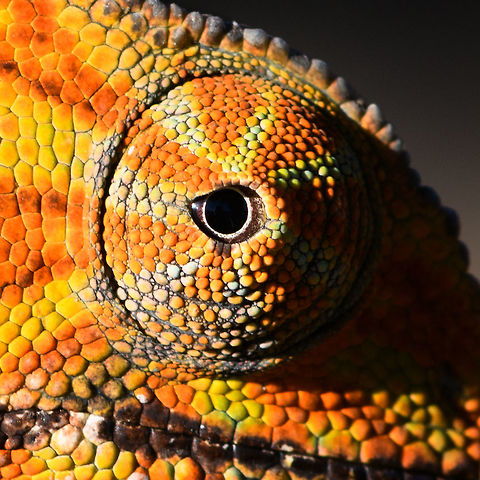 Two-banded chameleon - eye closeup, Ranomafana, Madagascar The stunning female of the Two-banded chameleon, also known as the Rainforest chameleon. Endemic to Madagascar and threatened as it has a small distribution. They are often green yet known to be variable in color, and this is quite a vibrant morph. The male has horn-like appendages, which is an easy way to tell the sexes apart.

This one was found by the hotel's porter before we started on our hike. He balanced it on a stick for some photos, after which it was put back in the tree it came from. 
https://www.jungledragon.com/image/83819/two-banded_chameleon_-_frontal_ranomafana_madagascar.html
https://www.jungledragon.com/image/83820/two-banded_chameleon_-_full_body_ranomafana_madagascar.html
https://www.jungledragon.com/image/83821/two-banded_chameleon_-_head_ranomafana_madagascar.html
https://www.jungledragon.com/image/83822/two-banded_chameleon_-_skin_ranomafana_madagascar.html
https://www.jungledragon.com/image/83823/two-banded_chameleon_-_pose_ranomafana_madagascar.html
https://www.jungledragon.com/image/83824/two-banded_chameleon_-_tail_ranomafana_madagascar.html
 Africa,Furcifer balteatus,Madagascar,Madagascar 2019,Ranomafana National Park,Two-banded chameleon,World