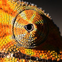 Two-banded chameleon - eye closeup, Ranomafana, Madagascar The stunning female of the Two-banded chameleon, also known as the Rainforest chameleon. Endemic to Madagascar and threatened as it has a small distribution. They are often green yet known to be variable in color, and this is quite a vibrant morph. The male has horn-like appendages, which is an easy way to tell the sexes apart.<br />
<br />
This one was found by the hotel's porter before we started on our hike. He balanced it on a stick for some photos, after which it was put back in the tree it came from. <br />
https://www.jungledragon.com/image/83819/two-banded_chameleon_-_frontal_ranomafana_madagascar.html<br />
https://www.jungledragon.com/image/83820/two-banded_chameleon_-_full_body_ranomafana_madagascar.html<br />
https://www.jungledragon.com/image/83821/two-banded_chameleon_-_head_ranomafana_madagascar.html<br />
https://www.jungledragon.com/image/83822/two-banded_chameleon_-_skin_ranomafana_madagascar.html<br />
https://www.jungledragon.com/image/83823/two-banded_chameleon_-_pose_ranomafana_madagascar.html<br />
https://www.jungledragon.com/image/83824/two-banded_chameleon_-_tail_ranomafana_madagascar.html<br />
Africa,Furcifer balteatus,Madagascar,Madagascar 2019,Ranomafana National Park,Two-banded chameleon,World
