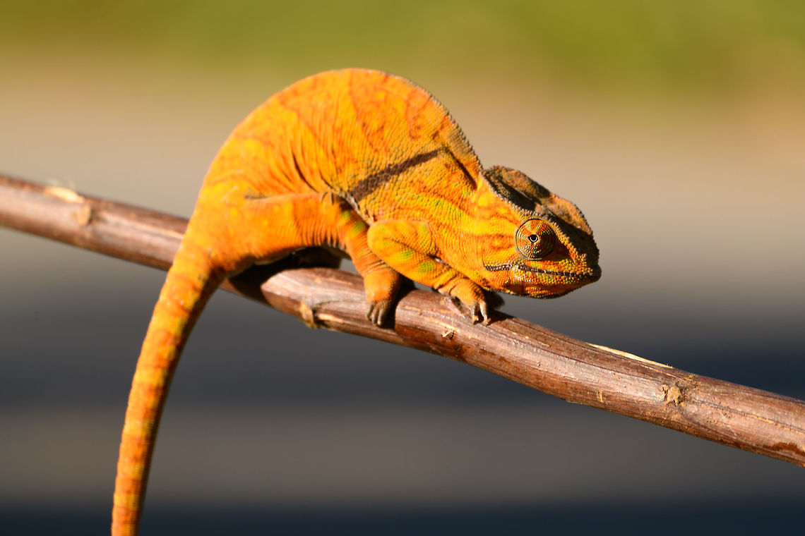 Two-banded chameleon - frontal, Ranomafana, Madagascar The stunning female of the Two-banded chameleon, also known as the Rainforest chameleon. Endemic to Madagascar and threatened as it has a small distribution. They are often green yet known to be variable in color, and this is quite a vibrant morph. The male has horn-like appendages, which is an easy way to tell the sexes apart.<br />
<br />
This one was found by the hotel's porter before we started on our hike. He balanced it on a stick for some photos, after which it was put back in the tree it came from. <br />
<figure class="photo"><a href="https://www.jungledragon.com/image/83818/two-banded_chameleon_-_eye_closeup_ranomafana_madagascar.html" title="Two-banded chameleon - eye closeup, Ranomafana, Madagascar"><img src="https://s3.amazonaws.com/media.jungledragon.com/images/2/83818_thumb.jpg?AWSAccessKeyId=05GMT0V3GWVNE7GGM1R2&Expires=1769040010&Signature=ALLQsPjEz%2FyrIn5MFmXc%2B0sLARU%3D" width="200" height="200" alt="Two-banded chameleon - eye closeup, Ranomafana, Madagascar The stunning female of the Two-banded chameleon, also known as the Rainforest chameleon. Endemic to Madagascar and threatened as it has a small distribution. They are often green yet known to be variable in color, and this is quite a vibrant morph. The male has horn-like appendages, which is an easy way to tell the sexes apart.<br />
<br />
This one was found by the hotel's porter before we started on our hike. He balanced it on a stick for some photos, after which it was put back in the tree it came from. <br />
https://www.jungledragon.com/image/83819/two-banded_chameleon_-_frontal_ranomafana_madagascar.html<br />
https://www.jungledragon.com/image/83820/two-banded_chameleon_-_full_body_ranomafana_madagascar.html<br />
https://www.jungledragon.com/image/83821/two-banded_chameleon_-_head_ranomafana_madagascar.html<br />
https://www.jungledragon.com/image/83822/two-banded_chameleon_-_skin_ranomafana_madagascar.html<br />
https://www.jungledragon.com/image/83823/two-banded_chameleon_-_pose_ranomafana_madagascar.html<br />
https://www.jungledragon.com/image/83824/two-banded_chameleon_-_tail_ranomafana_madagascar.html<br />
 Africa,Furcifer balteatus,Madagascar,Madagascar 2019,Ranomafana National Park,Two-banded chameleon,World" /></a></figure><br />
<figure class="photo"><a href="https://www.jungledragon.com/image/83820/two-banded_chameleon_-_full_body_ranomafana_madagascar.html" title="Two-banded chameleon - full body, Ranomafana, Madagascar"><img src="https://s3.amazonaws.com/media.jungledragon.com/images/2/83820_thumb.jpg?AWSAccessKeyId=05GMT0V3GWVNE7GGM1R2&Expires=1769040010&Signature=RgJkQ1Oe3fHnT3RO7M7%2BeRTgi4Q%3D" width="200" height="160" alt="Two-banded chameleon - full body, Ranomafana, Madagascar The stunning female of the Two-banded chameleon, also known as the Rainforest chameleon. Endemic to Madagascar and threatened as it has a small distribution. They are often green yet known to be variable in color, and this is quite a vibrant morph. The male has horn-like appendages, which is an easy way to tell the sexes apart.<br />
<br />
This one was found by the hotel's porter before we started on our hike. He balanced it on a stick for some photos, after which it was put back in the tree it came from. <br />
https://www.jungledragon.com/image/83818/two-banded_chameleon_-_eye_closeup_ranomafana_madagascar.html<br />
https://www.jungledragon.com/image/83819/two-banded_chameleon_-_frontal_ranomafana_madagascar.html<br />
https://www.jungledragon.com/image/83821/two-banded_chameleon_-_head_ranomafana_madagascar.html<br />
https://www.jungledragon.com/image/83822/two-banded_chameleon_-_skin_ranomafana_madagascar.html<br />
https://www.jungledragon.com/image/83823/two-banded_chameleon_-_pose_ranomafana_madagascar.html<br />
https://www.jungledragon.com/image/83824/two-banded_chameleon_-_tail_ranomafana_madagascar.html<br />
 Africa,Furcifer balteatus,Madagascar,Madagascar 2019,Ranomafana National Park,Two-banded chameleon,World" /></a></figure><br />
<figure class="photo"><a href="https://www.jungledragon.com/image/83821/two-banded_chameleon_-_head_ranomafana_madagascar.html" title="Two-banded chameleon - head, Ranomafana, Madagascar"><img src="https://s3.amazonaws.com/media.jungledragon.com/images/2/83821_thumb.jpg?AWSAccessKeyId=05GMT0V3GWVNE7GGM1R2&Expires=1769040010&Signature=vnG4uD8i1LkYgRpXPabkafLThH4%3D" width="200" height="184" alt="Two-banded chameleon - head, Ranomafana, Madagascar The stunning female of the Two-banded chameleon, also known as the Rainforest chameleon. Endemic to Madagascar and threatened as it has a small distribution. They are often green yet known to be variable in color, and this is quite a vibrant morph. The male has horn-like appendages, which is an easy way to tell the sexes apart.<br />
<br />
This one was found by the hotel's porter before we started on our hike. He balanced it on a stick for some photos, after which it was put back in the tree it came from. <br />
https://www.jungledragon.com/image/83818/two-banded_chameleon_-_eye_closeup_ranomafana_madagascar.html<br />
https://www.jungledragon.com/image/83819/two-banded_chameleon_-_frontal_ranomafana_madagascar.html<br />
https://www.jungledragon.com/image/83820/two-banded_chameleon_-_full_body_ranomafana_madagascar.html<br />
https://www.jungledragon.com/image/83822/two-banded_chameleon_-_skin_ranomafana_madagascar.html<br />
https://www.jungledragon.com/image/83823/two-banded_chameleon_-_pose_ranomafana_madagascar.html<br />
https://www.jungledragon.com/image/83824/two-banded_chameleon_-_tail_ranomafana_madagascar.html<br />
 Africa,Furcifer balteatus,Madagascar,Madagascar 2019,Ranomafana National Park,Two-banded chameleon,World" /></a></figure><br />
<figure class="photo"><a href="https://www.jungledragon.com/image/83822/two-banded_chameleon_-_skin_ranomafana_madagascar.html" title="Two-banded chameleon - skin, Ranomafana, Madagascar"><img src="https://s3.amazonaws.com/media.jungledragon.com/images/2/83822_thumb.jpg?AWSAccessKeyId=05GMT0V3GWVNE7GGM1R2&Expires=1769040010&Signature=Xc6uM3U7i8uLWgut0wgA4mB90HE%3D" width="200" height="144" alt="Two-banded chameleon - skin, Ranomafana, Madagascar The stunning female of the Two-banded chameleon, also known as the Rainforest chameleon. Endemic to Madagascar and threatened as it has a small distribution. They are often green yet known to be variable in color, and this is quite a vibrant morph. The male has horn-like appendages, which is an easy way to tell the sexes apart.<br />
<br />
This one was found by the hotel's porter before we started on our hike. He balanced it on a stick for some photos, after which it was put back in the tree it came from. <br />
https://www.jungledragon.com/image/83818/two-banded_chameleon_-_eye_closeup_ranomafana_madagascar.html<br />
https://www.jungledragon.com/image/83819/two-banded_chameleon_-_frontal_ranomafana_madagascar.html<br />
https://www.jungledragon.com/image/83820/two-banded_chameleon_-_full_body_ranomafana_madagascar.html<br />
https://www.jungledragon.com/image/83821/two-banded_chameleon_-_head_ranomafana_madagascar.html<br />
https://www.jungledragon.com/image/83823/two-banded_chameleon_-_pose_ranomafana_madagascar.html<br />
https://www.jungledragon.com/image/83824/two-banded_chameleon_-_tail_ranomafana_madagascar.html<br />
 Africa,Furcifer balteatus,Madagascar,Madagascar 2019,Ranomafana National Park,Two-banded chameleon,World" /></a></figure><br />
<figure class="photo"><a href="https://www.jungledragon.com/image/83823/two-banded_chameleon_-_pose_ranomafana_madagascar.html" title="Two-banded chameleon - pose, Ranomafana, Madagascar"><img src="https://s3.amazonaws.com/media.jungledragon.com/images/2/83823_thumb.jpg?AWSAccessKeyId=05GMT0V3GWVNE7GGM1R2&Expires=1769040010&Signature=oG38JCr%2BffHxMaKKJdL1z0eZeJs%3D" width="200" height="134" alt="Two-banded chameleon - pose, Ranomafana, Madagascar The stunning female of the Two-banded chameleon, also known as the Rainforest chameleon. Endemic to Madagascar and threatened as it has a small distribution. They are often green yet known to be variable in color, and this is quite a vibrant morph. The male has horn-like appendages, which is an easy way to tell the sexes apart.<br />
<br />
This one was found by the hotel's porter before we started on our hike. He balanced it on a stick for some photos, after which it was put back in the tree it came from. <br />
https://www.jungledragon.com/image/83818/two-banded_chameleon_-_eye_closeup_ranomafana_madagascar.html<br />
https://www.jungledragon.com/image/83819/two-banded_chameleon_-_frontal_ranomafana_madagascar.html<br />
https://www.jungledragon.com/image/83820/two-banded_chameleon_-_full_body_ranomafana_madagascar.html<br />
https://www.jungledragon.com/image/83821/two-banded_chameleon_-_head_ranomafana_madagascar.html<br />
https://www.jungledragon.com/image/83822/two-banded_chameleon_-_skin_ranomafana_madagascar.html<br />
https://www.jungledragon.com/image/83824/two-banded_chameleon_-_tail_ranomafana_madagascar.html<br />
 Africa,Furcifer balteatus,Madagascar,Madagascar 2019,Ranomafana National Park,Two-banded chameleon,World" /></a></figure><br />
<figure class="photo"><a href="https://www.jungledragon.com/image/83824/two-banded_chameleon_-_tail_ranomafana_madagascar.html" title="Two-banded chameleon - tail, Ranomafana, Madagascar"><img src="https://s3.amazonaws.com/media.jungledragon.com/images/2/83824_thumb.jpg?AWSAccessKeyId=05GMT0V3GWVNE7GGM1R2&Expires=1769040010&Signature=ToZ60Wem5zmQDMMIa%2BN%2BXR1Ha3M%3D" width="200" height="176" alt="Two-banded chameleon - tail, Ranomafana, Madagascar The stunning female of the Two-banded chameleon, also known as the Rainforest chameleon. Endemic to Madagascar and threatened as it has a small distribution. They are often green yet known to be variable in color, and this is quite a vibrant morph. The male has horn-like appendages, which is an easy way to tell the sexes apart.<br />
<br />
This one was found by the hotel's porter before we started on our hike. He balanced it on a stick for some photos, after which it was put back in the tree it came from. <br />
https://www.jungledragon.com/image/83818/two-banded_chameleon_-_eye_closeup_ranomafana_madagascar.html<br />
https://www.jungledragon.com/image/83819/two-banded_chameleon_-_frontal_ranomafana_madagascar.html<br />
https://www.jungledragon.com/image/83820/two-banded_chameleon_-_full_body_ranomafana_madagascar.html<br />
https://www.jungledragon.com/image/83821/two-banded_chameleon_-_head_ranomafana_madagascar.html<br />
https://www.jungledragon.com/image/83822/two-banded_chameleon_-_skin_ranomafana_madagascar.html<br />
https://www.jungledragon.com/image/83823/two-banded_chameleon_-_pose_ranomafana_madagascar.html Africa,Furcifer balteatus,Madagascar,Madagascar 2019,Ranomafana National Park,Two-banded chameleon,World" /></a></figure><br />
 Africa,Furcifer balteatus,Madagascar,Madagascar 2019,Ranomafana National Park,Two-banded chameleon,World