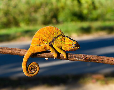 Two-banded chameleon - full body, Ranomafana, Madagascar The stunning female of the Two-banded chameleon, also known as the Rainforest chameleon. Endemic to Madagascar and threatened as it has a small distribution. They are often green yet known to be variable in color, and this is quite a vibrant morph. The male has horn-like appendages, which is an easy way to tell the sexes apart.

This one was found by the hotel's porter before we started on our hike. He balanced it on a stick for some photos, after which it was put back in the tree it came from. 
https://www.jungledragon.com/image/83818/two-banded_chameleon_-_eye_closeup_ranomafana_madagascar.html
https://www.jungledragon.com/image/83819/two-banded_chameleon_-_frontal_ranomafana_madagascar.html
https://www.jungledragon.com/image/83821/two-banded_chameleon_-_head_ranomafana_madagascar.html
https://www.jungledragon.com/image/83822/two-banded_chameleon_-_skin_ranomafana_madagascar.html
https://www.jungledragon.com/image/83823/two-banded_chameleon_-_pose_ranomafana_madagascar.html
https://www.jungledragon.com/image/83824/two-banded_chameleon_-_tail_ranomafana_madagascar.html
 Africa,Furcifer balteatus,Madagascar,Madagascar 2019,Ranomafana National Park,Two-banded chameleon,World