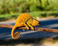 Two-banded chameleon - full body, Ranomafana, Madagascar The stunning female of the Two-banded chameleon, also known as the Rainforest chameleon. Endemic to Madagascar and threatened as it has a small distribution. They are often green yet known to be variable in color, and this is quite a vibrant morph. The male has horn-like appendages, which is an easy way to tell the sexes apart.<br />
<br />
This one was found by the hotel's porter before we started on our hike. He balanced it on a stick for some photos, after which it was put back in the tree it came from. <br />
https://www.jungledragon.com/image/83818/two-banded_chameleon_-_eye_closeup_ranomafana_madagascar.html<br />
https://www.jungledragon.com/image/83819/two-banded_chameleon_-_frontal_ranomafana_madagascar.html<br />
https://www.jungledragon.com/image/83821/two-banded_chameleon_-_head_ranomafana_madagascar.html<br />
https://www.jungledragon.com/image/83822/two-banded_chameleon_-_skin_ranomafana_madagascar.html<br />
https://www.jungledragon.com/image/83823/two-banded_chameleon_-_pose_ranomafana_madagascar.html<br />
https://www.jungledragon.com/image/83824/two-banded_chameleon_-_tail_ranomafana_madagascar.html<br />
 Africa,Furcifer balteatus,Madagascar,Madagascar 2019,Ranomafana National Park,Two-banded chameleon,World