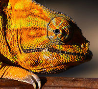 Two-banded chameleon - head, Ranomafana, Madagascar The stunning female of the Two-banded chameleon, also known as the Rainforest chameleon. Endemic to Madagascar and threatened as it has a small distribution. They are often green yet known to be variable in color, and this is quite a vibrant morph. The male has horn-like appendages, which is an easy way to tell the sexes apart.<br />
<br />
This one was found by the hotel's porter before we started on our hike. He balanced it on a stick for some photos, after which it was put back in the tree it came from. <br />
https://www.jungledragon.com/image/83818/two-banded_chameleon_-_eye_closeup_ranomafana_madagascar.html<br />
https://www.jungledragon.com/image/83819/two-banded_chameleon_-_frontal_ranomafana_madagascar.html<br />
https://www.jungledragon.com/image/83820/two-banded_chameleon_-_full_body_ranomafana_madagascar.html<br />
https://www.jungledragon.com/image/83822/two-banded_chameleon_-_skin_ranomafana_madagascar.html<br />
https://www.jungledragon.com/image/83823/two-banded_chameleon_-_pose_ranomafana_madagascar.html<br />
https://www.jungledragon.com/image/83824/two-banded_chameleon_-_tail_ranomafana_madagascar.html<br />
Africa,Furcifer balteatus,Madagascar,Madagascar 2019,Ranomafana National Park,Two-banded chameleon,World