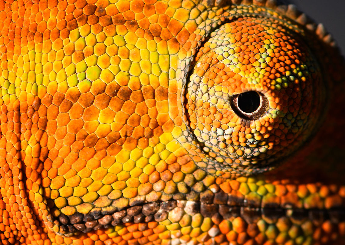 Two-banded chameleon - skin, Ranomafana, Madagascar The stunning female of the Two-banded chameleon, also known as the Rainforest chameleon. Endemic to Madagascar and threatened as it has a small distribution. They are often green yet known to be variable in color, and this is quite a vibrant morph. The male has horn-like appendages, which is an easy way to tell the sexes apart.<br />
<br />
This one was found by the hotel's porter before we started on our hike. He balanced it on a stick for some photos, after which it was put back in the tree it came from. <br />
<figure class="photo"><a href="https://www.jungledragon.com/image/83818/two-banded_chameleon_-_eye_closeup_ranomafana_madagascar.html" title="Two-banded chameleon - eye closeup, Ranomafana, Madagascar"><img src="https://s3.amazonaws.com/media.jungledragon.com/images/2/83818_thumb.jpg?AWSAccessKeyId=05GMT0V3GWVNE7GGM1R2&Expires=1769040010&Signature=ALLQsPjEz%2FyrIn5MFmXc%2B0sLARU%3D" width="200" height="200" alt="Two-banded chameleon - eye closeup, Ranomafana, Madagascar The stunning female of the Two-banded chameleon, also known as the Rainforest chameleon. Endemic to Madagascar and threatened as it has a small distribution. They are often green yet known to be variable in color, and this is quite a vibrant morph. The male has horn-like appendages, which is an easy way to tell the sexes apart.<br />
<br />
This one was found by the hotel's porter before we started on our hike. He balanced it on a stick for some photos, after which it was put back in the tree it came from. <br />
https://www.jungledragon.com/image/83819/two-banded_chameleon_-_frontal_ranomafana_madagascar.html<br />
https://www.jungledragon.com/image/83820/two-banded_chameleon_-_full_body_ranomafana_madagascar.html<br />
https://www.jungledragon.com/image/83821/two-banded_chameleon_-_head_ranomafana_madagascar.html<br />
https://www.jungledragon.com/image/83822/two-banded_chameleon_-_skin_ranomafana_madagascar.html<br />
https://www.jungledragon.com/image/83823/two-banded_chameleon_-_pose_ranomafana_madagascar.html<br />
https://www.jungledragon.com/image/83824/two-banded_chameleon_-_tail_ranomafana_madagascar.html<br />
 Africa,Furcifer balteatus,Madagascar,Madagascar 2019,Ranomafana National Park,Two-banded chameleon,World" /></a></figure><br />
<figure class="photo"><a href="https://www.jungledragon.com/image/83819/two-banded_chameleon_-_frontal_ranomafana_madagascar.html" title="Two-banded chameleon - frontal, Ranomafana, Madagascar"><img src="https://s3.amazonaws.com/media.jungledragon.com/images/2/83819_thumb.jpg?AWSAccessKeyId=05GMT0V3GWVNE7GGM1R2&Expires=1769040010&Signature=%2Bvj30oUTN14QCRM1c%2BjILzjhgpA%3D" width="200" height="134" alt="Two-banded chameleon - frontal, Ranomafana, Madagascar The stunning female of the Two-banded chameleon, also known as the Rainforest chameleon. Endemic to Madagascar and threatened as it has a small distribution. They are often green yet known to be variable in color, and this is quite a vibrant morph. The male has horn-like appendages, which is an easy way to tell the sexes apart.<br />
<br />
This one was found by the hotel's porter before we started on our hike. He balanced it on a stick for some photos, after which it was put back in the tree it came from. <br />
https://www.jungledragon.com/image/83818/two-banded_chameleon_-_eye_closeup_ranomafana_madagascar.html<br />
https://www.jungledragon.com/image/83820/two-banded_chameleon_-_full_body_ranomafana_madagascar.html<br />
https://www.jungledragon.com/image/83821/two-banded_chameleon_-_head_ranomafana_madagascar.html<br />
https://www.jungledragon.com/image/83822/two-banded_chameleon_-_skin_ranomafana_madagascar.html<br />
https://www.jungledragon.com/image/83823/two-banded_chameleon_-_pose_ranomafana_madagascar.html<br />
https://www.jungledragon.com/image/83824/two-banded_chameleon_-_tail_ranomafana_madagascar.html<br />
 Africa,Furcifer balteatus,Madagascar,Madagascar 2019,Ranomafana National Park,Two-banded chameleon,World" /></a></figure><br />
<figure class="photo"><a href="https://www.jungledragon.com/image/83820/two-banded_chameleon_-_full_body_ranomafana_madagascar.html" title="Two-banded chameleon - full body, Ranomafana, Madagascar"><img src="https://s3.amazonaws.com/media.jungledragon.com/images/2/83820_thumb.jpg?AWSAccessKeyId=05GMT0V3GWVNE7GGM1R2&Expires=1769040010&Signature=RgJkQ1Oe3fHnT3RO7M7%2BeRTgi4Q%3D" width="200" height="160" alt="Two-banded chameleon - full body, Ranomafana, Madagascar The stunning female of the Two-banded chameleon, also known as the Rainforest chameleon. Endemic to Madagascar and threatened as it has a small distribution. They are often green yet known to be variable in color, and this is quite a vibrant morph. The male has horn-like appendages, which is an easy way to tell the sexes apart.<br />
<br />
This one was found by the hotel's porter before we started on our hike. He balanced it on a stick for some photos, after which it was put back in the tree it came from. <br />
https://www.jungledragon.com/image/83818/two-banded_chameleon_-_eye_closeup_ranomafana_madagascar.html<br />
https://www.jungledragon.com/image/83819/two-banded_chameleon_-_frontal_ranomafana_madagascar.html<br />
https://www.jungledragon.com/image/83821/two-banded_chameleon_-_head_ranomafana_madagascar.html<br />
https://www.jungledragon.com/image/83822/two-banded_chameleon_-_skin_ranomafana_madagascar.html<br />
https://www.jungledragon.com/image/83823/two-banded_chameleon_-_pose_ranomafana_madagascar.html<br />
https://www.jungledragon.com/image/83824/two-banded_chameleon_-_tail_ranomafana_madagascar.html<br />
 Africa,Furcifer balteatus,Madagascar,Madagascar 2019,Ranomafana National Park,Two-banded chameleon,World" /></a></figure><br />
<figure class="photo"><a href="https://www.jungledragon.com/image/83821/two-banded_chameleon_-_head_ranomafana_madagascar.html" title="Two-banded chameleon - head, Ranomafana, Madagascar"><img src="https://s3.amazonaws.com/media.jungledragon.com/images/2/83821_thumb.jpg?AWSAccessKeyId=05GMT0V3GWVNE7GGM1R2&Expires=1769040010&Signature=vnG4uD8i1LkYgRpXPabkafLThH4%3D" width="200" height="184" alt="Two-banded chameleon - head, Ranomafana, Madagascar The stunning female of the Two-banded chameleon, also known as the Rainforest chameleon. Endemic to Madagascar and threatened as it has a small distribution. They are often green yet known to be variable in color, and this is quite a vibrant morph. The male has horn-like appendages, which is an easy way to tell the sexes apart.<br />
<br />
This one was found by the hotel's porter before we started on our hike. He balanced it on a stick for some photos, after which it was put back in the tree it came from. <br />
https://www.jungledragon.com/image/83818/two-banded_chameleon_-_eye_closeup_ranomafana_madagascar.html<br />
https://www.jungledragon.com/image/83819/two-banded_chameleon_-_frontal_ranomafana_madagascar.html<br />
https://www.jungledragon.com/image/83820/two-banded_chameleon_-_full_body_ranomafana_madagascar.html<br />
https://www.jungledragon.com/image/83822/two-banded_chameleon_-_skin_ranomafana_madagascar.html<br />
https://www.jungledragon.com/image/83823/two-banded_chameleon_-_pose_ranomafana_madagascar.html<br />
https://www.jungledragon.com/image/83824/two-banded_chameleon_-_tail_ranomafana_madagascar.html<br />
 Africa,Furcifer balteatus,Madagascar,Madagascar 2019,Ranomafana National Park,Two-banded chameleon,World" /></a></figure><br />
<figure class="photo"><a href="https://www.jungledragon.com/image/83823/two-banded_chameleon_-_pose_ranomafana_madagascar.html" title="Two-banded chameleon - pose, Ranomafana, Madagascar"><img src="https://s3.amazonaws.com/media.jungledragon.com/images/2/83823_thumb.jpg?AWSAccessKeyId=05GMT0V3GWVNE7GGM1R2&Expires=1769040010&Signature=oG38JCr%2BffHxMaKKJdL1z0eZeJs%3D" width="200" height="134" alt="Two-banded chameleon - pose, Ranomafana, Madagascar The stunning female of the Two-banded chameleon, also known as the Rainforest chameleon. Endemic to Madagascar and threatened as it has a small distribution. They are often green yet known to be variable in color, and this is quite a vibrant morph. The male has horn-like appendages, which is an easy way to tell the sexes apart.<br />
<br />
This one was found by the hotel's porter before we started on our hike. He balanced it on a stick for some photos, after which it was put back in the tree it came from. <br />
https://www.jungledragon.com/image/83818/two-banded_chameleon_-_eye_closeup_ranomafana_madagascar.html<br />
https://www.jungledragon.com/image/83819/two-banded_chameleon_-_frontal_ranomafana_madagascar.html<br />
https://www.jungledragon.com/image/83820/two-banded_chameleon_-_full_body_ranomafana_madagascar.html<br />
https://www.jungledragon.com/image/83821/two-banded_chameleon_-_head_ranomafana_madagascar.html<br />
https://www.jungledragon.com/image/83822/two-banded_chameleon_-_skin_ranomafana_madagascar.html<br />
https://www.jungledragon.com/image/83824/two-banded_chameleon_-_tail_ranomafana_madagascar.html<br />
 Africa,Furcifer balteatus,Madagascar,Madagascar 2019,Ranomafana National Park,Two-banded chameleon,World" /></a></figure><br />
<figure class="photo"><a href="https://www.jungledragon.com/image/83824/two-banded_chameleon_-_tail_ranomafana_madagascar.html" title="Two-banded chameleon - tail, Ranomafana, Madagascar"><img src="https://s3.amazonaws.com/media.jungledragon.com/images/2/83824_thumb.jpg?AWSAccessKeyId=05GMT0V3GWVNE7GGM1R2&Expires=1769040010&Signature=ToZ60Wem5zmQDMMIa%2BN%2BXR1Ha3M%3D" width="200" height="176" alt="Two-banded chameleon - tail, Ranomafana, Madagascar The stunning female of the Two-banded chameleon, also known as the Rainforest chameleon. Endemic to Madagascar and threatened as it has a small distribution. They are often green yet known to be variable in color, and this is quite a vibrant morph. The male has horn-like appendages, which is an easy way to tell the sexes apart.<br />
<br />
This one was found by the hotel's porter before we started on our hike. He balanced it on a stick for some photos, after which it was put back in the tree it came from. <br />
https://www.jungledragon.com/image/83818/two-banded_chameleon_-_eye_closeup_ranomafana_madagascar.html<br />
https://www.jungledragon.com/image/83819/two-banded_chameleon_-_frontal_ranomafana_madagascar.html<br />
https://www.jungledragon.com/image/83820/two-banded_chameleon_-_full_body_ranomafana_madagascar.html<br />
https://www.jungledragon.com/image/83821/two-banded_chameleon_-_head_ranomafana_madagascar.html<br />
https://www.jungledragon.com/image/83822/two-banded_chameleon_-_skin_ranomafana_madagascar.html<br />
https://www.jungledragon.com/image/83823/two-banded_chameleon_-_pose_ranomafana_madagascar.html Africa,Furcifer balteatus,Madagascar,Madagascar 2019,Ranomafana National Park,Two-banded chameleon,World" /></a></figure><br />
 Africa,Furcifer balteatus,Madagascar,Madagascar 2019,Ranomafana National Park,Two-banded chameleon,World