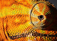Two-banded chameleon - skin, Ranomafana, Madagascar The stunning female of the Two-banded chameleon, also known as the Rainforest chameleon. Endemic to Madagascar and threatened as it has a small distribution. They are often green yet known to be variable in color, and this is quite a vibrant morph. The male has horn-like appendages, which is an easy way to tell the sexes apart.<br />
<br />
This one was found by the hotel's porter before we started on our hike. He balanced it on a stick for some photos, after which it was put back in the tree it came from. <br />
https://www.jungledragon.com/image/83818/two-banded_chameleon_-_eye_closeup_ranomafana_madagascar.html<br />
https://www.jungledragon.com/image/83819/two-banded_chameleon_-_frontal_ranomafana_madagascar.html<br />
https://www.jungledragon.com/image/83820/two-banded_chameleon_-_full_body_ranomafana_madagascar.html<br />
https://www.jungledragon.com/image/83821/two-banded_chameleon_-_head_ranomafana_madagascar.html<br />
https://www.jungledragon.com/image/83823/two-banded_chameleon_-_pose_ranomafana_madagascar.html<br />
https://www.jungledragon.com/image/83824/two-banded_chameleon_-_tail_ranomafana_madagascar.html<br />
 Africa,Furcifer balteatus,Madagascar,Madagascar 2019,Ranomafana National Park,Two-banded chameleon,World