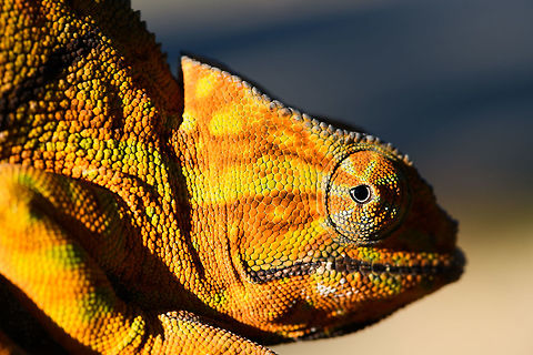 Two-banded chameleon