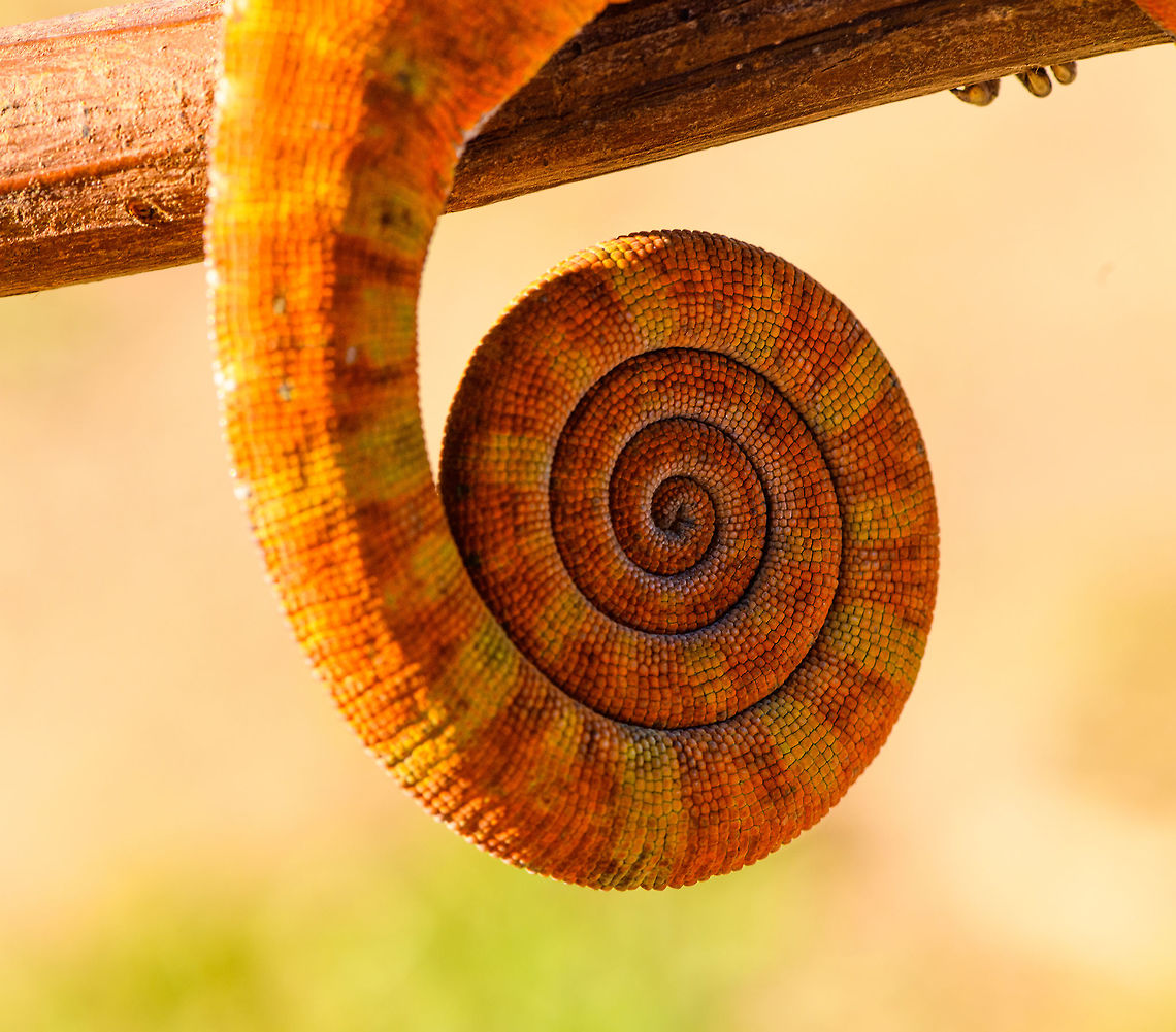 Two-banded chameleon - tail, Ranomafana, Madagascar The stunning female of the Two-banded chameleon, also known as the Rainforest chameleon. Endemic to Madagascar and threatened as it has a small distribution. They are often green yet known to be variable in color, and this is quite a vibrant morph. The male has horn-like appendages, which is an easy way to tell the sexes apart.<br />
<br />
This one was found by the hotel's porter before we started on our hike. He balanced it on a stick for some photos, after which it was put back in the tree it came from. <br />
<figure class="photo"><a href="https://www.jungledragon.com/image/83818/two-banded_chameleon_-_eye_closeup_ranomafana_madagascar.html" title="Two-banded chameleon - eye closeup, Ranomafana, Madagascar"><img src="https://s3.amazonaws.com/media.jungledragon.com/images/2/83818_thumb.jpg?AWSAccessKeyId=05GMT0V3GWVNE7GGM1R2&Expires=1769040010&Signature=ALLQsPjEz%2FyrIn5MFmXc%2B0sLARU%3D" width="200" height="200" alt="Two-banded chameleon - eye closeup, Ranomafana, Madagascar The stunning female of the Two-banded chameleon, also known as the Rainforest chameleon. Endemic to Madagascar and threatened as it has a small distribution. They are often green yet known to be variable in color, and this is quite a vibrant morph. The male has horn-like appendages, which is an easy way to tell the sexes apart.<br />
<br />
This one was found by the hotel's porter before we started on our hike. He balanced it on a stick for some photos, after which it was put back in the tree it came from. <br />
https://www.jungledragon.com/image/83819/two-banded_chameleon_-_frontal_ranomafana_madagascar.html<br />
https://www.jungledragon.com/image/83820/two-banded_chameleon_-_full_body_ranomafana_madagascar.html<br />
https://www.jungledragon.com/image/83821/two-banded_chameleon_-_head_ranomafana_madagascar.html<br />
https://www.jungledragon.com/image/83822/two-banded_chameleon_-_skin_ranomafana_madagascar.html<br />
https://www.jungledragon.com/image/83823/two-banded_chameleon_-_pose_ranomafana_madagascar.html<br />
https://www.jungledragon.com/image/83824/two-banded_chameleon_-_tail_ranomafana_madagascar.html<br />
 Africa,Furcifer balteatus,Madagascar,Madagascar 2019,Ranomafana National Park,Two-banded chameleon,World" /></a></figure><br />
<figure class="photo"><a href="https://www.jungledragon.com/image/83819/two-banded_chameleon_-_frontal_ranomafana_madagascar.html" title="Two-banded chameleon - frontal, Ranomafana, Madagascar"><img src="https://s3.amazonaws.com/media.jungledragon.com/images/2/83819_thumb.jpg?AWSAccessKeyId=05GMT0V3GWVNE7GGM1R2&Expires=1769040010&Signature=%2Bvj30oUTN14QCRM1c%2BjILzjhgpA%3D" width="200" height="134" alt="Two-banded chameleon - frontal, Ranomafana, Madagascar The stunning female of the Two-banded chameleon, also known as the Rainforest chameleon. Endemic to Madagascar and threatened as it has a small distribution. They are often green yet known to be variable in color, and this is quite a vibrant morph. The male has horn-like appendages, which is an easy way to tell the sexes apart.<br />
<br />
This one was found by the hotel's porter before we started on our hike. He balanced it on a stick for some photos, after which it was put back in the tree it came from. <br />
https://www.jungledragon.com/image/83818/two-banded_chameleon_-_eye_closeup_ranomafana_madagascar.html<br />
https://www.jungledragon.com/image/83820/two-banded_chameleon_-_full_body_ranomafana_madagascar.html<br />
https://www.jungledragon.com/image/83821/two-banded_chameleon_-_head_ranomafana_madagascar.html<br />
https://www.jungledragon.com/image/83822/two-banded_chameleon_-_skin_ranomafana_madagascar.html<br />
https://www.jungledragon.com/image/83823/two-banded_chameleon_-_pose_ranomafana_madagascar.html<br />
https://www.jungledragon.com/image/83824/two-banded_chameleon_-_tail_ranomafana_madagascar.html<br />
 Africa,Furcifer balteatus,Madagascar,Madagascar 2019,Ranomafana National Park,Two-banded chameleon,World" /></a></figure><br />
<figure class="photo"><a href="https://www.jungledragon.com/image/83820/two-banded_chameleon_-_full_body_ranomafana_madagascar.html" title="Two-banded chameleon - full body, Ranomafana, Madagascar"><img src="https://s3.amazonaws.com/media.jungledragon.com/images/2/83820_thumb.jpg?AWSAccessKeyId=05GMT0V3GWVNE7GGM1R2&Expires=1769040010&Signature=RgJkQ1Oe3fHnT3RO7M7%2BeRTgi4Q%3D" width="200" height="160" alt="Two-banded chameleon - full body, Ranomafana, Madagascar The stunning female of the Two-banded chameleon, also known as the Rainforest chameleon. Endemic to Madagascar and threatened as it has a small distribution. They are often green yet known to be variable in color, and this is quite a vibrant morph. The male has horn-like appendages, which is an easy way to tell the sexes apart.<br />
<br />
This one was found by the hotel's porter before we started on our hike. He balanced it on a stick for some photos, after which it was put back in the tree it came from. <br />
https://www.jungledragon.com/image/83818/two-banded_chameleon_-_eye_closeup_ranomafana_madagascar.html<br />
https://www.jungledragon.com/image/83819/two-banded_chameleon_-_frontal_ranomafana_madagascar.html<br />
https://www.jungledragon.com/image/83821/two-banded_chameleon_-_head_ranomafana_madagascar.html<br />
https://www.jungledragon.com/image/83822/two-banded_chameleon_-_skin_ranomafana_madagascar.html<br />
https://www.jungledragon.com/image/83823/two-banded_chameleon_-_pose_ranomafana_madagascar.html<br />
https://www.jungledragon.com/image/83824/two-banded_chameleon_-_tail_ranomafana_madagascar.html<br />
 Africa,Furcifer balteatus,Madagascar,Madagascar 2019,Ranomafana National Park,Two-banded chameleon,World" /></a></figure><br />
<figure class="photo"><a href="https://www.jungledragon.com/image/83821/two-banded_chameleon_-_head_ranomafana_madagascar.html" title="Two-banded chameleon - head, Ranomafana, Madagascar"><img src="https://s3.amazonaws.com/media.jungledragon.com/images/2/83821_thumb.jpg?AWSAccessKeyId=05GMT0V3GWVNE7GGM1R2&Expires=1769040010&Signature=vnG4uD8i1LkYgRpXPabkafLThH4%3D" width="200" height="184" alt="Two-banded chameleon - head, Ranomafana, Madagascar The stunning female of the Two-banded chameleon, also known as the Rainforest chameleon. Endemic to Madagascar and threatened as it has a small distribution. They are often green yet known to be variable in color, and this is quite a vibrant morph. The male has horn-like appendages, which is an easy way to tell the sexes apart.<br />
<br />
This one was found by the hotel's porter before we started on our hike. He balanced it on a stick for some photos, after which it was put back in the tree it came from. <br />
https://www.jungledragon.com/image/83818/two-banded_chameleon_-_eye_closeup_ranomafana_madagascar.html<br />
https://www.jungledragon.com/image/83819/two-banded_chameleon_-_frontal_ranomafana_madagascar.html<br />
https://www.jungledragon.com/image/83820/two-banded_chameleon_-_full_body_ranomafana_madagascar.html<br />
https://www.jungledragon.com/image/83822/two-banded_chameleon_-_skin_ranomafana_madagascar.html<br />
https://www.jungledragon.com/image/83823/two-banded_chameleon_-_pose_ranomafana_madagascar.html<br />
https://www.jungledragon.com/image/83824/two-banded_chameleon_-_tail_ranomafana_madagascar.html<br />
 Africa,Furcifer balteatus,Madagascar,Madagascar 2019,Ranomafana National Park,Two-banded chameleon,World" /></a></figure><br />
<figure class="photo"><a href="https://www.jungledragon.com/image/83822/two-banded_chameleon_-_skin_ranomafana_madagascar.html" title="Two-banded chameleon - skin, Ranomafana, Madagascar"><img src="https://s3.amazonaws.com/media.jungledragon.com/images/2/83822_thumb.jpg?AWSAccessKeyId=05GMT0V3GWVNE7GGM1R2&Expires=1769040010&Signature=Xc6uM3U7i8uLWgut0wgA4mB90HE%3D" width="200" height="144" alt="Two-banded chameleon - skin, Ranomafana, Madagascar The stunning female of the Two-banded chameleon, also known as the Rainforest chameleon. Endemic to Madagascar and threatened as it has a small distribution. They are often green yet known to be variable in color, and this is quite a vibrant morph. The male has horn-like appendages, which is an easy way to tell the sexes apart.<br />
<br />
This one was found by the hotel's porter before we started on our hike. He balanced it on a stick for some photos, after which it was put back in the tree it came from. <br />
https://www.jungledragon.com/image/83818/two-banded_chameleon_-_eye_closeup_ranomafana_madagascar.html<br />
https://www.jungledragon.com/image/83819/two-banded_chameleon_-_frontal_ranomafana_madagascar.html<br />
https://www.jungledragon.com/image/83820/two-banded_chameleon_-_full_body_ranomafana_madagascar.html<br />
https://www.jungledragon.com/image/83821/two-banded_chameleon_-_head_ranomafana_madagascar.html<br />
https://www.jungledragon.com/image/83823/two-banded_chameleon_-_pose_ranomafana_madagascar.html<br />
https://www.jungledragon.com/image/83824/two-banded_chameleon_-_tail_ranomafana_madagascar.html<br />
 Africa,Furcifer balteatus,Madagascar,Madagascar 2019,Ranomafana National Park,Two-banded chameleon,World" /></a></figure><br />
<figure class="photo"><a href="https://www.jungledragon.com/image/83823/two-banded_chameleon_-_pose_ranomafana_madagascar.html" title="Two-banded chameleon - pose, Ranomafana, Madagascar"><img src="https://s3.amazonaws.com/media.jungledragon.com/images/2/83823_thumb.jpg?AWSAccessKeyId=05GMT0V3GWVNE7GGM1R2&Expires=1769040010&Signature=oG38JCr%2BffHxMaKKJdL1z0eZeJs%3D" width="200" height="134" alt="Two-banded chameleon - pose, Ranomafana, Madagascar The stunning female of the Two-banded chameleon, also known as the Rainforest chameleon. Endemic to Madagascar and threatened as it has a small distribution. They are often green yet known to be variable in color, and this is quite a vibrant morph. The male has horn-like appendages, which is an easy way to tell the sexes apart.<br />
<br />
This one was found by the hotel's porter before we started on our hike. He balanced it on a stick for some photos, after which it was put back in the tree it came from. <br />
https://www.jungledragon.com/image/83818/two-banded_chameleon_-_eye_closeup_ranomafana_madagascar.html<br />
https://www.jungledragon.com/image/83819/two-banded_chameleon_-_frontal_ranomafana_madagascar.html<br />
https://www.jungledragon.com/image/83820/two-banded_chameleon_-_full_body_ranomafana_madagascar.html<br />
https://www.jungledragon.com/image/83821/two-banded_chameleon_-_head_ranomafana_madagascar.html<br />
https://www.jungledragon.com/image/83822/two-banded_chameleon_-_skin_ranomafana_madagascar.html<br />
https://www.jungledragon.com/image/83824/two-banded_chameleon_-_tail_ranomafana_madagascar.html<br />
 Africa,Furcifer balteatus,Madagascar,Madagascar 2019,Ranomafana National Park,Two-banded chameleon,World" /></a></figure> Africa,Furcifer balteatus,Madagascar,Madagascar 2019,Ranomafana National Park,Two-banded chameleon,World