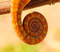 Two-banded chameleon - tail, Ranomafana, Madagascar The stunning female of the Two-banded chameleon, also known as the Rainforest chameleon. Endemic to Madagascar and threatened as it has a small distribution. They are often green yet known to be variable in color, and this is quite a vibrant morph. The male has horn-like appendages, which is an easy way to tell the sexes apart.<br />
<br />
This one was found by the hotel's porter before we started on our hike. He balanced it on a stick for some photos, after which it was put back in the tree it came from. <br />
https://www.jungledragon.com/image/83818/two-banded_chameleon_-_eye_closeup_ranomafana_madagascar.html<br />
https://www.jungledragon.com/image/83819/two-banded_chameleon_-_frontal_ranomafana_madagascar.html<br />
https://www.jungledragon.com/image/83820/two-banded_chameleon_-_full_body_ranomafana_madagascar.html<br />
https://www.jungledragon.com/image/83821/two-banded_chameleon_-_head_ranomafana_madagascar.html<br />
https://www.jungledragon.com/image/83822/two-banded_chameleon_-_skin_ranomafana_madagascar.html<br />
https://www.jungledragon.com/image/83823/two-banded_chameleon_-_pose_ranomafana_madagascar.html Africa,Furcifer balteatus,Madagascar,Madagascar 2019,Ranomafana National Park,Two-banded chameleon,World