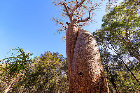 Baobab Amoureux - trunk, Madagascar Near the famous Avenue of the Baobabs (which features the Adansonia grandidieri baobab species) are two legendary Baobab specimens of the Adamsonia za species. 

Both are known as Baobab Amoureux or Love Baobab. Their names comes from their unusual split trunk which have then intertwined into an intimate and permanent hug.

Adamsonia za can grow up to 40m tall and 6m in diameter.

https://www.jungledragon.com/image/83865/baobab_amoureux_madagascar.html
https://www.jungledragon.com/image/83866/baobab_amoureux_-_trunk_2_madagascar.html
The 2nd Love Baobab found nearby:

https://www.jungledragon.com/image/83867/baobab_amoureux_-site_2_madagascar.html Adamsonia za,Adansonia za,Africa,Avenue of the Baobabs,Madagascar,Madagascar 2019,World