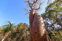Baobab Amoureux - trunk, Madagascar Near the famous Avenue of the Baobabs (which features the Adansonia grandidieri baobab species) are two legendary Baobab specimens of the Adamsonia za species. <br />
<br />
Both are known as Baobab Amoureux or Love Baobab. Their names comes from their unusual split trunk which have then intertwined into an intimate and permanent hug.<br />
<br />
Adamsonia za can grow up to 40m tall and 6m in diameter.<br />
<br />
https://www.jungledragon.com/image/83865/baobab_amoureux_madagascar.html<br />
https://www.jungledragon.com/image/83866/baobab_amoureux_-_trunk_2_madagascar.html<br />
The 2nd Love Baobab found nearby:<br />
<br />
https://www.jungledragon.com/image/83867/baobab_amoureux_-site_2_madagascar.html Adamsonia za,Adansonia za,Africa,Avenue of the Baobabs,Madagascar,Madagascar 2019,World