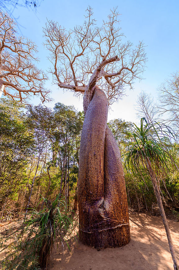 Baobab Amoureux, Madagascar Near the famous Avenue of the Baobabs (which features the Adansonia grandidieri baobab species) are two legendary Baobab specimens of the Adamsonia za species. <br />
<br />
Both are known as Baobab Amoureux or Love Baobab. Their names comes from their unusual split trunk which have then intertwined into an intimate and permanent hug.<br />
<br />
Adamsonia za can grow up to 40m tall and 6m in diameter.<br />
<br />
<figure class="photo"><a href="https://www.jungledragon.com/image/83864/baobab_amoureux_-_trunk_madagascar.html" title="Baobab Amoureux - trunk, Madagascar"><img src="https://s3.amazonaws.com/media.jungledragon.com/images/2/83864_thumb.jpg?AWSAccessKeyId=05GMT0V3GWVNE7GGM1R2&Expires=1759968010&Signature=eAeslGd0%2B%2FNMiY0O83oyA4%2BEz5k%3D" width="200" height="134" alt="Baobab Amoureux - trunk, Madagascar Near the famous Avenue of the Baobabs (which features the Adansonia grandidieri baobab species) are two legendary Baobab specimens of the Adamsonia za species. <br />
<br />
Both are known as Baobab Amoureux or Love Baobab. Their names comes from their unusual split trunk which have then intertwined into an intimate and permanent hug.<br />
<br />
Adamsonia za can grow up to 40m tall and 6m in diameter.<br />
<br />
https://www.jungledragon.com/image/83865/baobab_amoureux_madagascar.html<br />
https://www.jungledragon.com/image/83866/baobab_amoureux_-_trunk_2_madagascar.html<br />
The 2nd Love Baobab found nearby:<br />
<br />
https://www.jungledragon.com/image/83867/baobab_amoureux_-site_2_madagascar.html Adamsonia za,Adansonia za,Africa,Avenue of the Baobabs,Madagascar,Madagascar 2019,World" /></a></figure><br />
<figure class="photo"><a href="https://www.jungledragon.com/image/83866/baobab_amoureux_-_trunk_2_madagascar.html" title="Baobab Amoureux - trunk 2, Madagascar"><img src="https://s3.amazonaws.com/media.jungledragon.com/images/2/83866_thumb.jpg?AWSAccessKeyId=05GMT0V3GWVNE7GGM1R2&Expires=1759968010&Signature=DNDVH%2Fs5DQXadALHBnvmt0ldzh0%3D" width="200" height="162" alt="Baobab Amoureux - trunk 2, Madagascar Near the famous Avenue of the Baobabs (which features the Adansonia grandidieri baobab species) are two legendary Baobab specimens of the Adamsonia za species. <br />
<br />
Both are known as Baobab Amoureux or Love Baobab. Their names comes from their unusual split trunk which have then intertwined into an intimate and permanent hug.<br />
<br />
Adamsonia za can grow up to 40m tall and 6m in diameter.<br />
<br />
https://www.jungledragon.com/image/83865/baobab_amoureux_madagascar.html<br />
https://www.jungledragon.com/image/83864/baobab_amoureux_-_trunk_madagascar.html<br />
The 2nd Love Baobab found nearby:<br />
<br />
https://www.jungledragon.com/image/83867/baobab_amoureux_-site_2_madagascar.html Adamsonia za,Adansonia za,Africa,Avenue of the Baobabs,Madagascar,Madagascar 2019,World" /></a></figure><br />
The 2nd Love Baobab found nearby:<br />
<br />
<figure class="photo"><a href="https://www.jungledragon.com/image/83867/baobab_amoureux_-site_2_madagascar.html" title="Baobab Amoureux -site 2, Madagascar"><img src="https://s3.amazonaws.com/media.jungledragon.com/images/2/83867_thumb.jpg?AWSAccessKeyId=05GMT0V3GWVNE7GGM1R2&Expires=1759968010&Signature=%2FYRad%2FtyjRrYER%2FsxHUerPMeSvY%3D" width="200" height="162" alt="Baobab Amoureux -site 2, Madagascar This is the 2nd &quot;Love Baobab&quot; found near Avenue of the Baobabs. The other one:<br />
https://www.jungledragon.com/image/83865/baobab_amoureux_madagascar.html Adamsonia za,Adansonia za,Africa,Avenue of the Baobabs,Madagascar,Madagascar 2019,World" /></a></figure> Adamsonia za,Adansonia za,Africa,Avenue of the Baobabs,Madagascar,Madagascar 2019,World