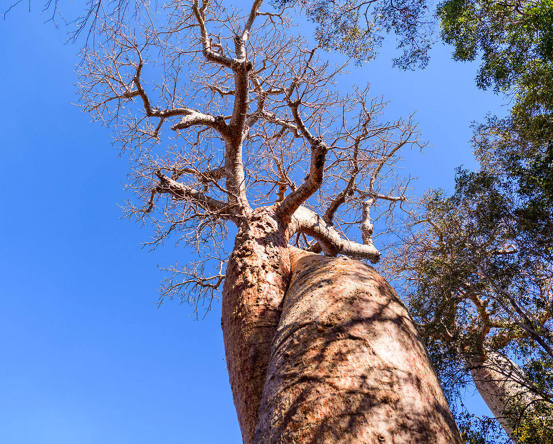Baobab Amoureux - trunk 2, Madagascar Near the famous Avenue of the Baobabs (which features the Adansonia grandidieri baobab species) are two legendary Baobab specimens of the Adamsonia za species. <br />
<br />
Both are known as Baobab Amoureux or Love Baobab. Their names comes from their unusual split trunk which have then intertwined into an intimate and permanent hug.<br />
<br />
Adamsonia za can grow up to 40m tall and 6m in diameter.<br />
<br />
<figure class="photo"><a href="https://www.jungledragon.com/image/83865/baobab_amoureux_madagascar.html" title="Baobab Amoureux, Madagascar"><img src="https://s3.amazonaws.com/media.jungledragon.com/images/2/83865_thumb.jpg?AWSAccessKeyId=05GMT0V3GWVNE7GGM1R2&Expires=1759968010&Signature=ty2NNlTzA2LoNW%2FdtmvtOWXKVC8%3D" width="102" height="152" alt="Baobab Amoureux, Madagascar Near the famous Avenue of the Baobabs (which features the Adansonia grandidieri baobab species) are two legendary Baobab specimens of the Adamsonia za species. <br />
<br />
Both are known as Baobab Amoureux or Love Baobab. Their names comes from their unusual split trunk which have then intertwined into an intimate and permanent hug.<br />
<br />
Adamsonia za can grow up to 40m tall and 6m in diameter.<br />
<br />
https://www.jungledragon.com/image/83864/baobab_amoureux_-_trunk_madagascar.html<br />
https://www.jungledragon.com/image/83866/baobab_amoureux_-_trunk_2_madagascar.html<br />
The 2nd Love Baobab found nearby:<br />
<br />
https://www.jungledragon.com/image/83867/baobab_amoureux_-site_2_madagascar.html Adamsonia za,Adansonia za,Africa,Avenue of the Baobabs,Madagascar,Madagascar 2019,World" /></a></figure><br />
<figure class="photo"><a href="https://www.jungledragon.com/image/83864/baobab_amoureux_-_trunk_madagascar.html" title="Baobab Amoureux - trunk, Madagascar"><img src="https://s3.amazonaws.com/media.jungledragon.com/images/2/83864_thumb.jpg?AWSAccessKeyId=05GMT0V3GWVNE7GGM1R2&Expires=1759968010&Signature=eAeslGd0%2B%2FNMiY0O83oyA4%2BEz5k%3D" width="200" height="134" alt="Baobab Amoureux - trunk, Madagascar Near the famous Avenue of the Baobabs (which features the Adansonia grandidieri baobab species) are two legendary Baobab specimens of the Adamsonia za species. <br />
<br />
Both are known as Baobab Amoureux or Love Baobab. Their names comes from their unusual split trunk which have then intertwined into an intimate and permanent hug.<br />
<br />
Adamsonia za can grow up to 40m tall and 6m in diameter.<br />
<br />
https://www.jungledragon.com/image/83865/baobab_amoureux_madagascar.html<br />
https://www.jungledragon.com/image/83866/baobab_amoureux_-_trunk_2_madagascar.html<br />
The 2nd Love Baobab found nearby:<br />
<br />
https://www.jungledragon.com/image/83867/baobab_amoureux_-site_2_madagascar.html Adamsonia za,Adansonia za,Africa,Avenue of the Baobabs,Madagascar,Madagascar 2019,World" /></a></figure><br />
The 2nd Love Baobab found nearby:<br />
<br />
<figure class="photo"><a href="https://www.jungledragon.com/image/83867/baobab_amoureux_-site_2_madagascar.html" title="Baobab Amoureux -site 2, Madagascar"><img src="https://s3.amazonaws.com/media.jungledragon.com/images/2/83867_thumb.jpg?AWSAccessKeyId=05GMT0V3GWVNE7GGM1R2&Expires=1759968010&Signature=%2FYRad%2FtyjRrYER%2FsxHUerPMeSvY%3D" width="200" height="162" alt="Baobab Amoureux -site 2, Madagascar This is the 2nd &quot;Love Baobab&quot; found near Avenue of the Baobabs. The other one:<br />
https://www.jungledragon.com/image/83865/baobab_amoureux_madagascar.html Adamsonia za,Adansonia za,Africa,Avenue of the Baobabs,Madagascar,Madagascar 2019,World" /></a></figure> Adamsonia za,Adansonia za,Africa,Avenue of the Baobabs,Madagascar,Madagascar 2019,World